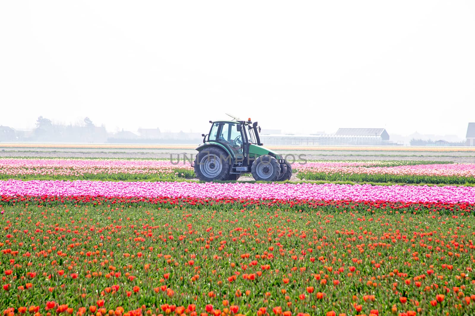 Blossoming tulip fields in the countryside from the Netherlands by devy