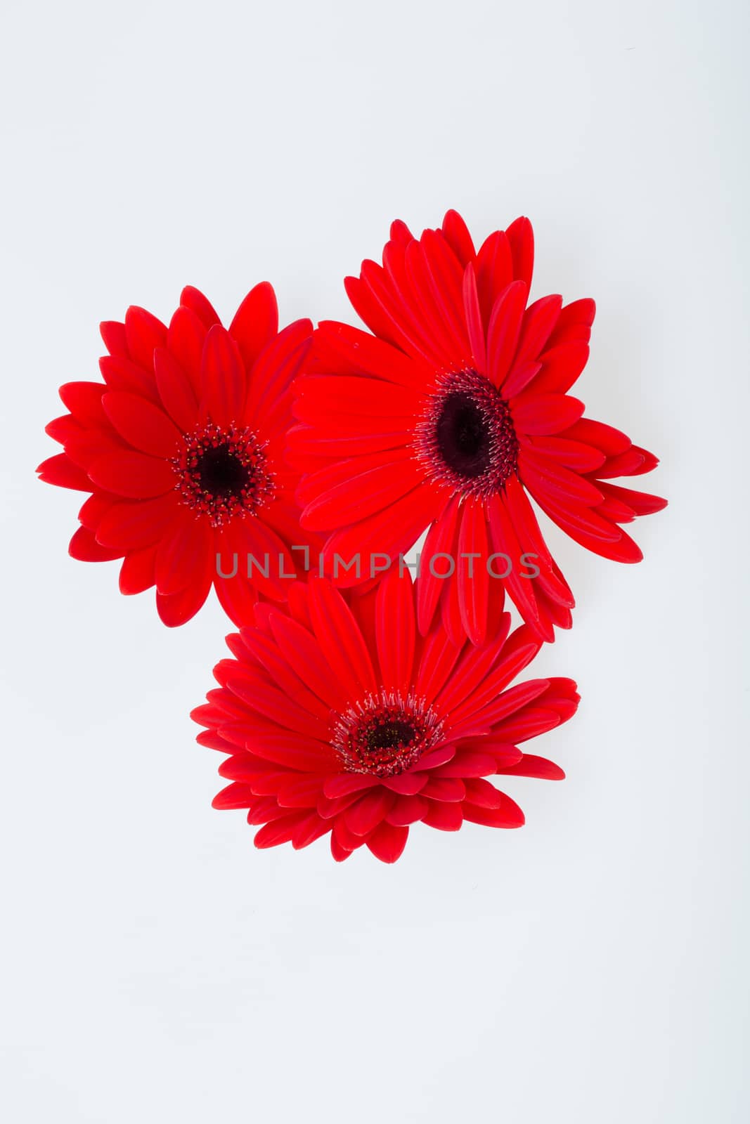  red gerbera daisy flower by wjarek