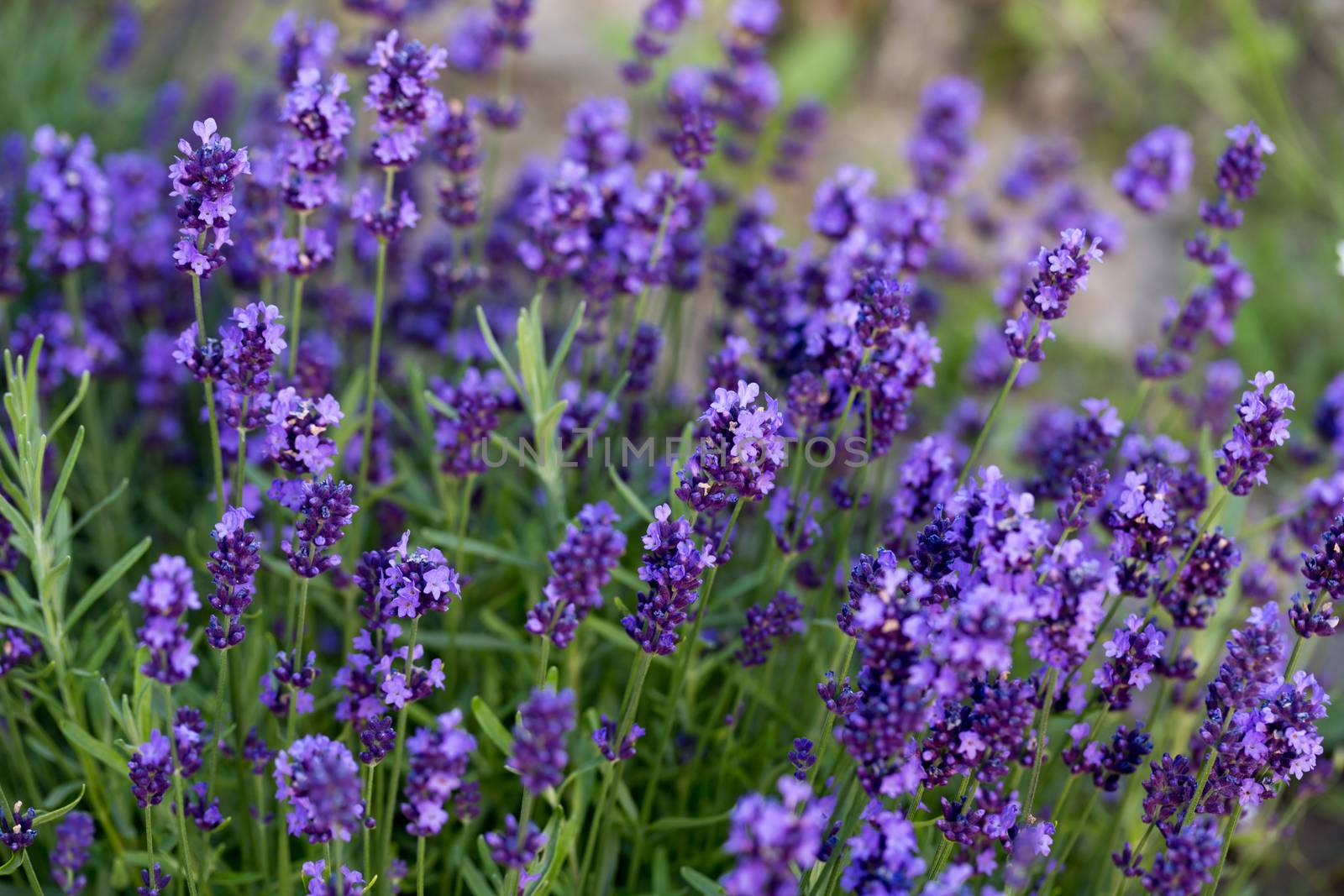 Gardens with the flourishing lavender by wjarek