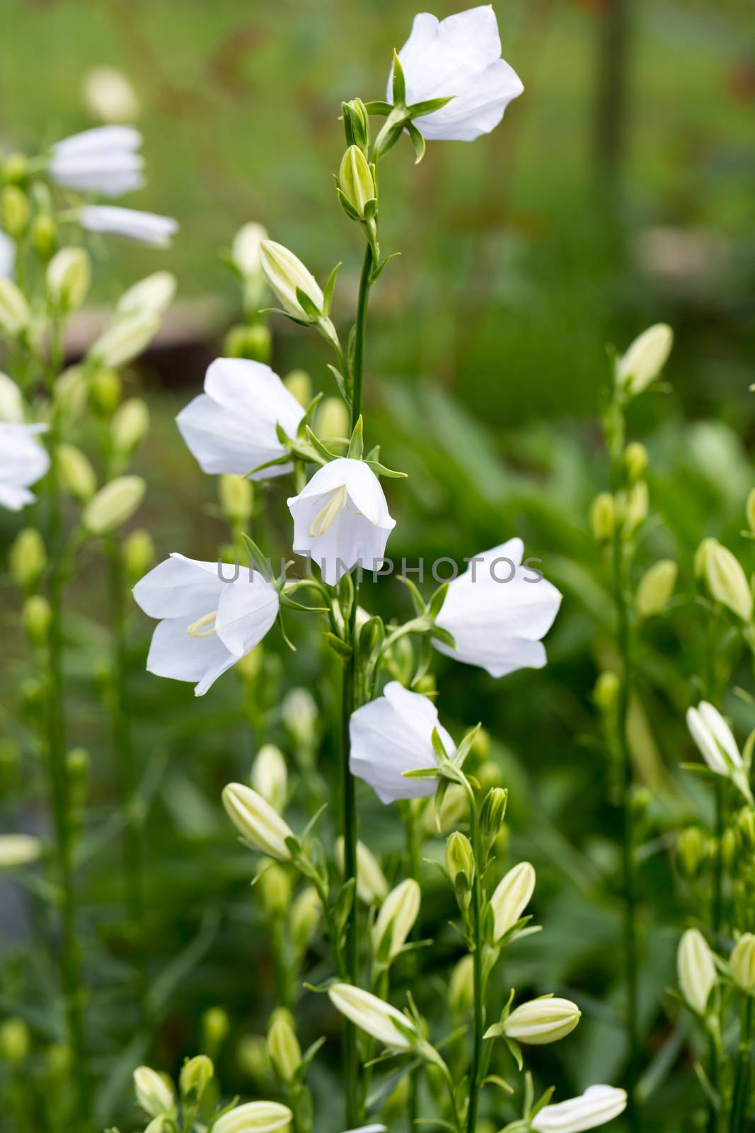 Campanula or canterbury bells flowers 