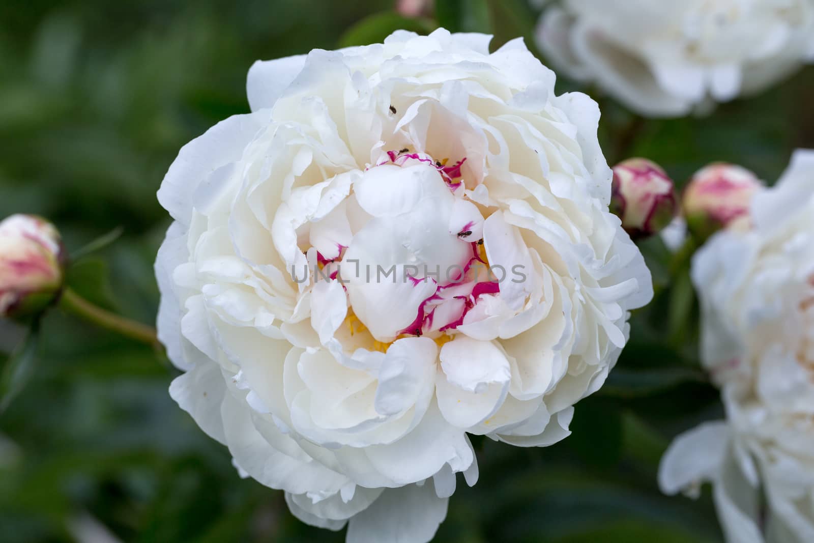 beautiful white peony in garden by wjarek