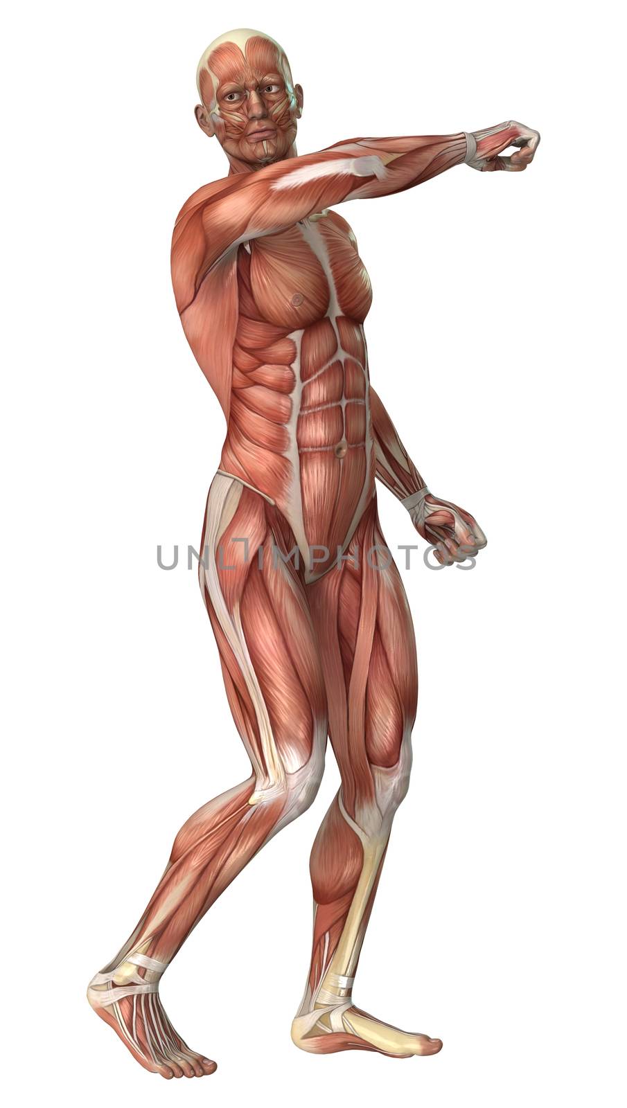 3D digital render of a male anatomy figure with muscles map isolated on white background