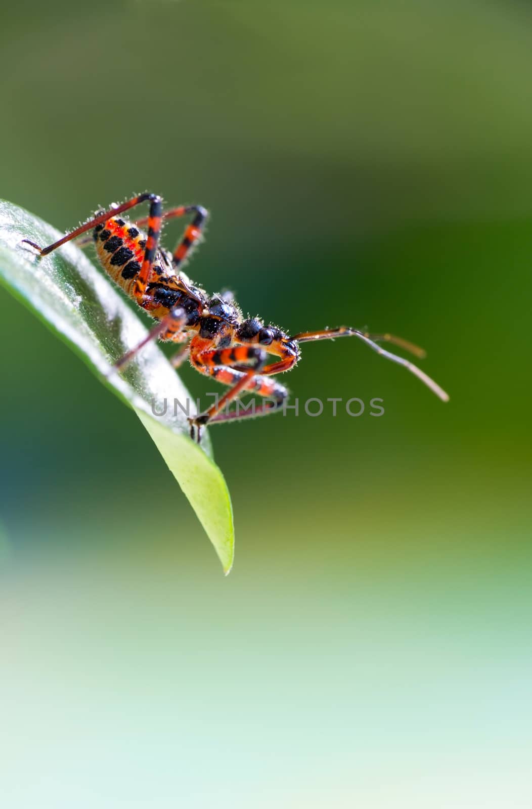 Assassin bug sitting on a leaf