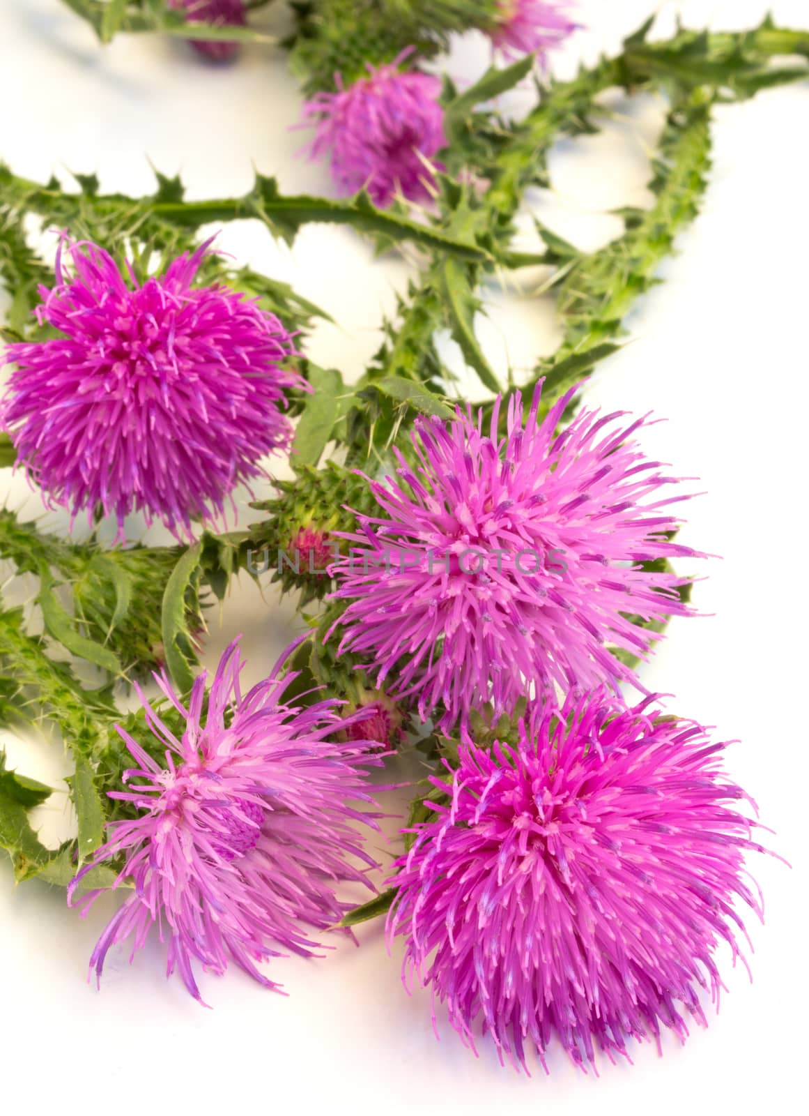 Purple burdock (Arctium lappa), isolated on white background