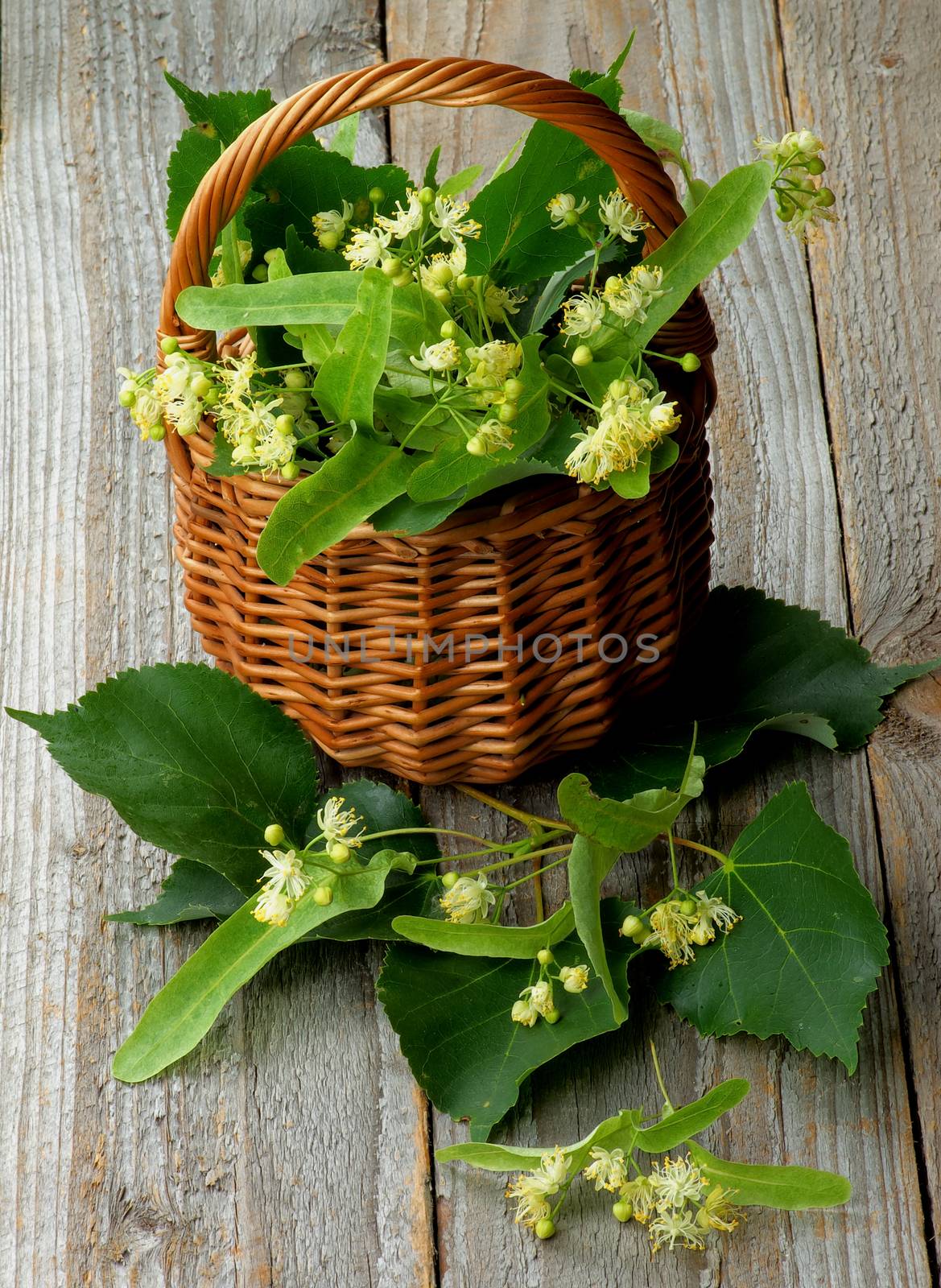 Arrangement of Linden-Tree Flowers and Leafs in Wicker Basket closeup on Rustic Wooden background