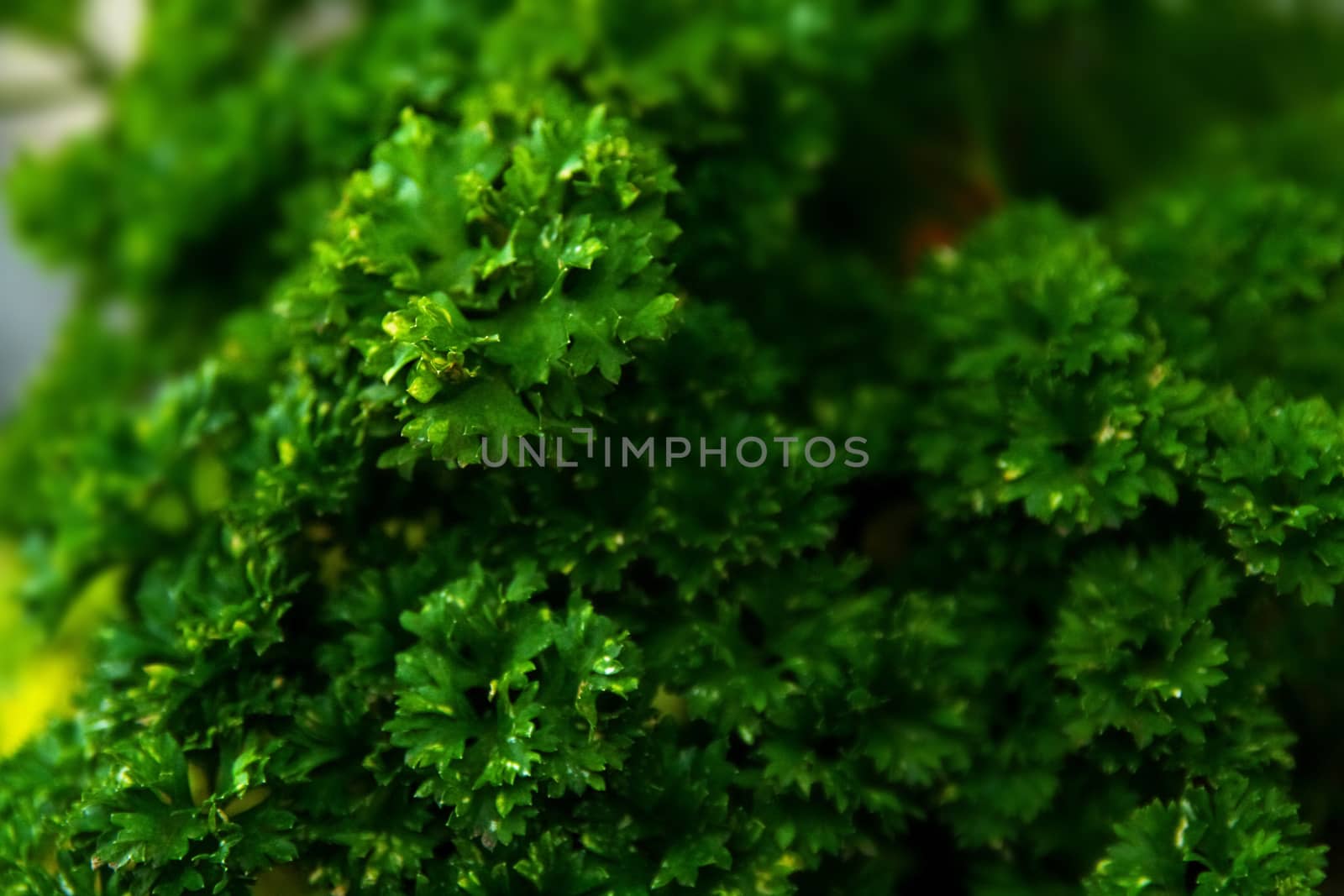 a close up shot of a fresh green parsely plant or herb
