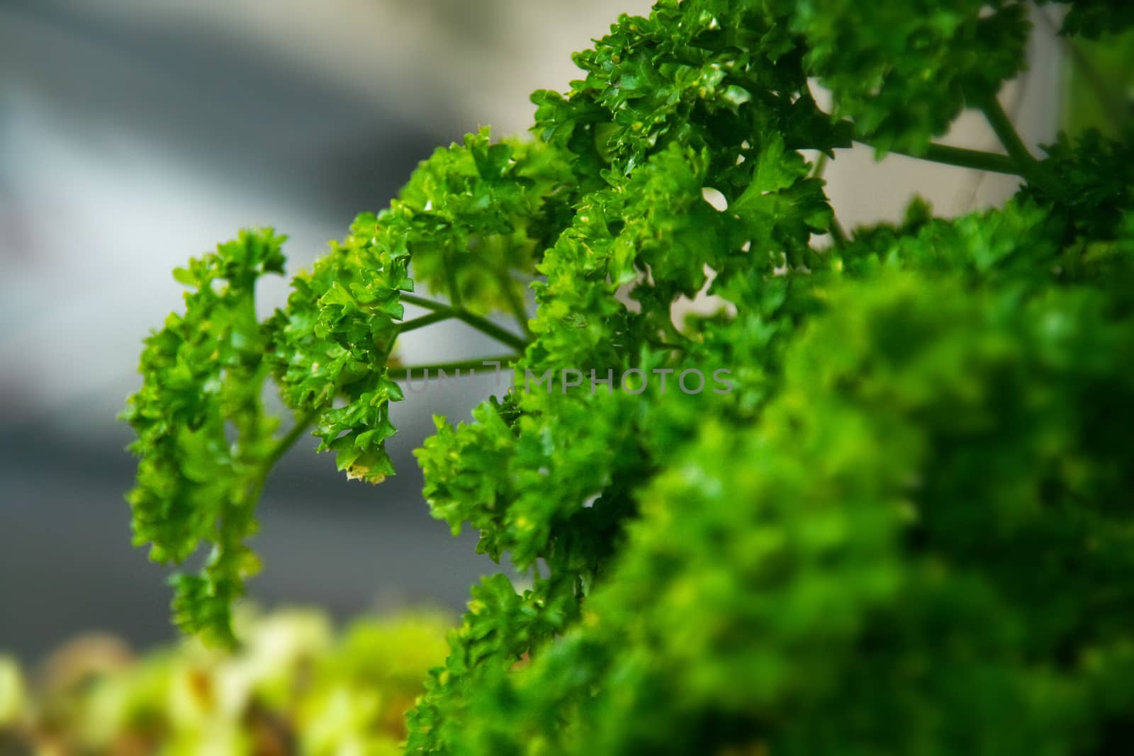 a close up shot of a fresh green parsely plant or herb