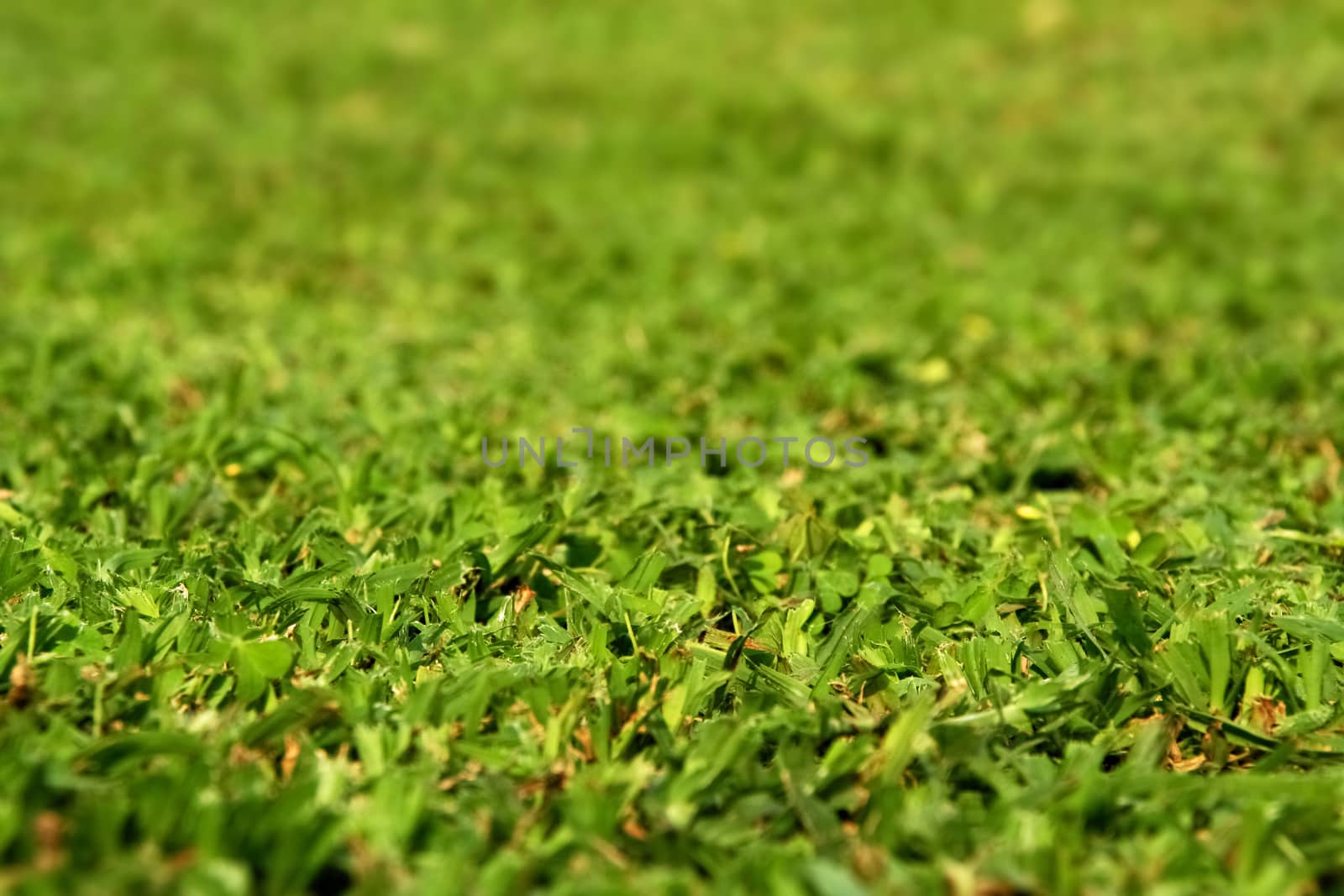 Freshly cut green gress field by stockbp