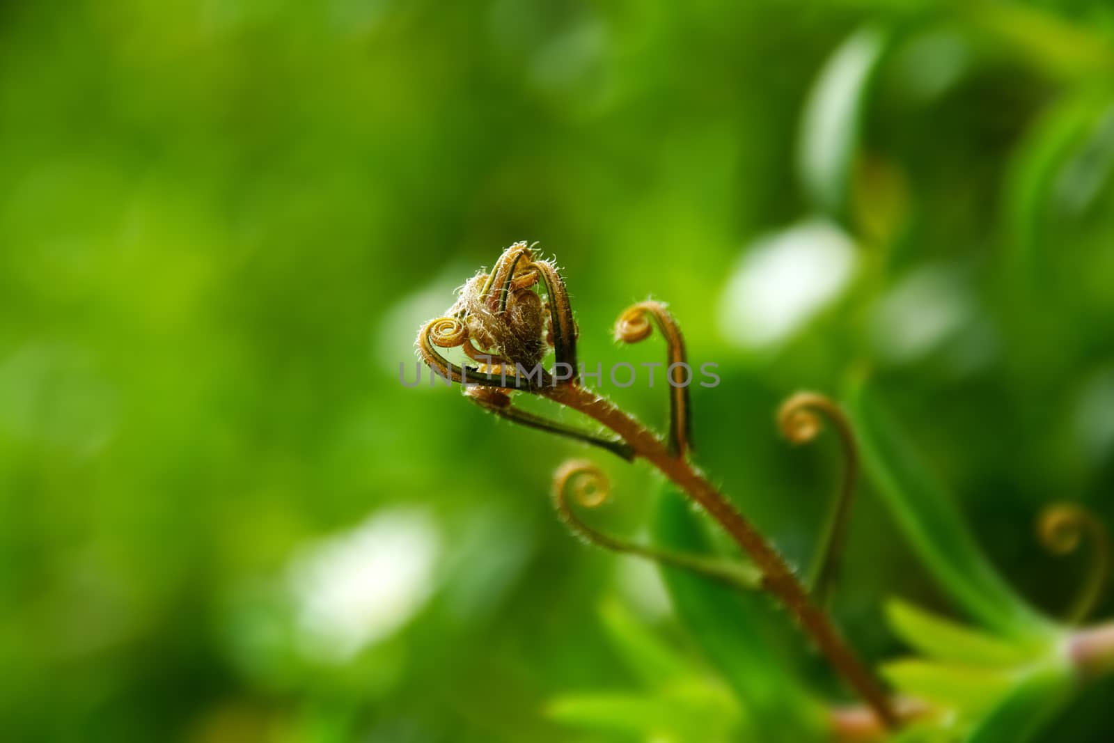 spiral vine plant by stockbp