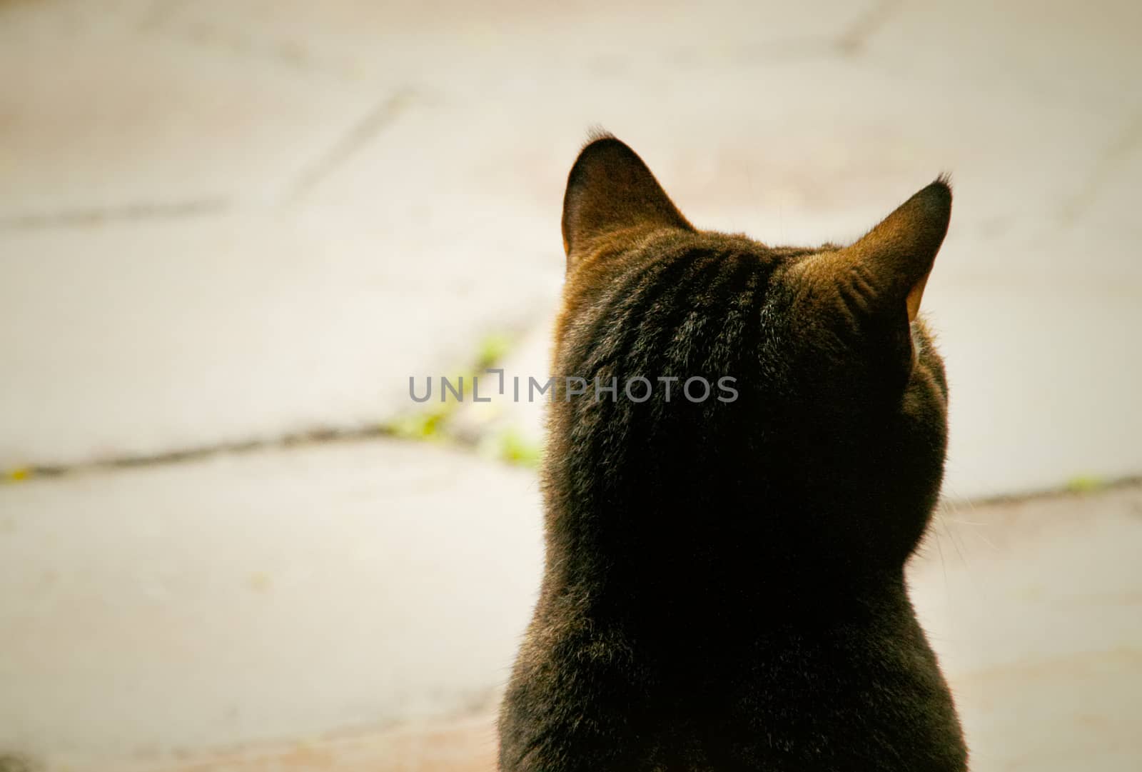 back of cat staring into the distance by stockbp