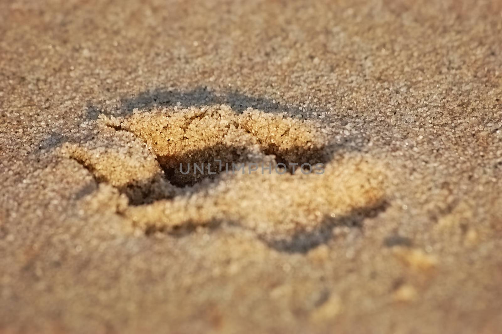 Paw print in sand by stockbp