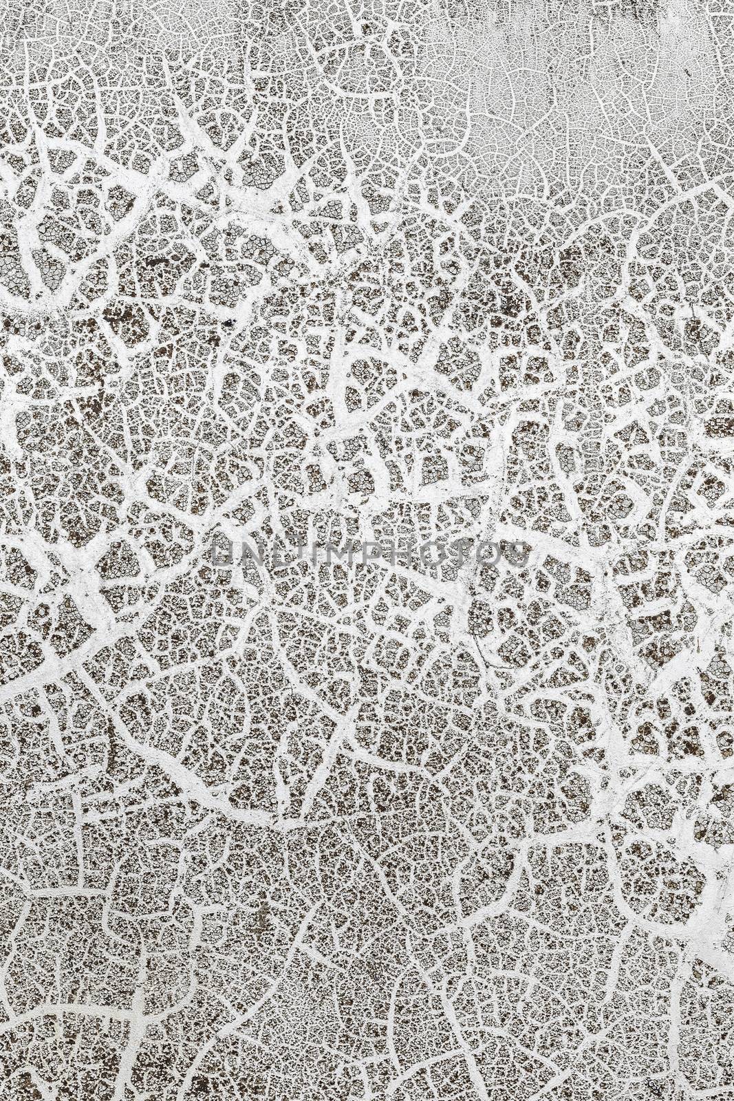 Grunge White Background Cement Old Texture Wall