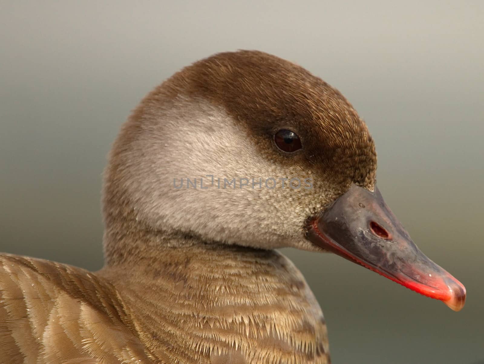 Red-crested female pochard duck, netta rufina, portrait