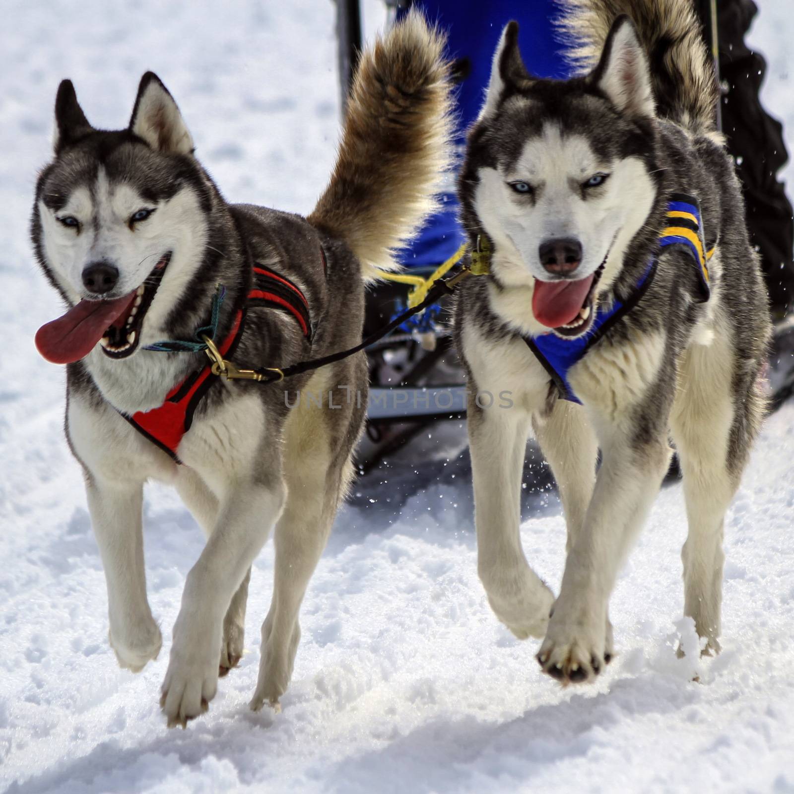 Husky sled dog team at work with tongue outside by winter day