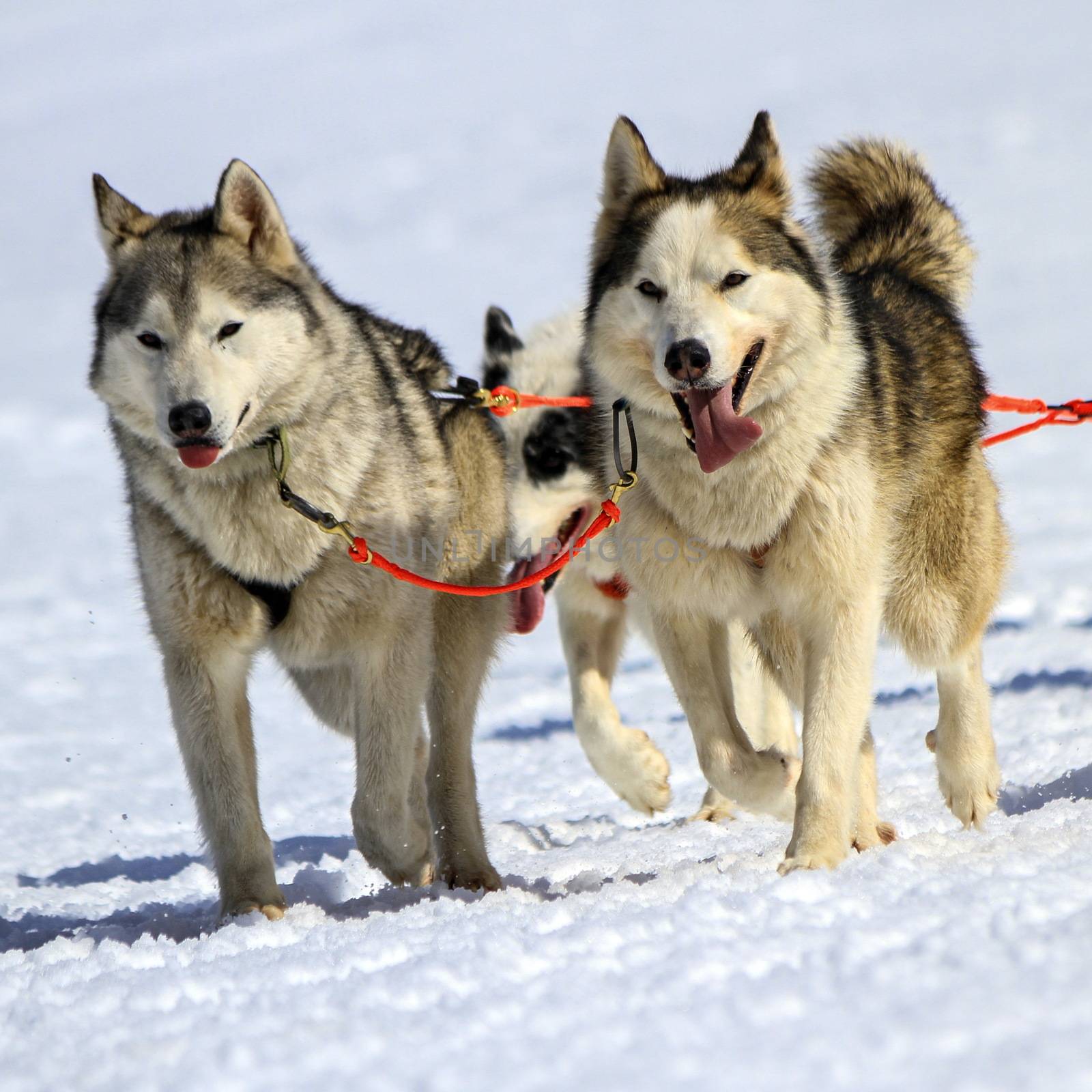Husky sled dog team at work by Elenaphotos21