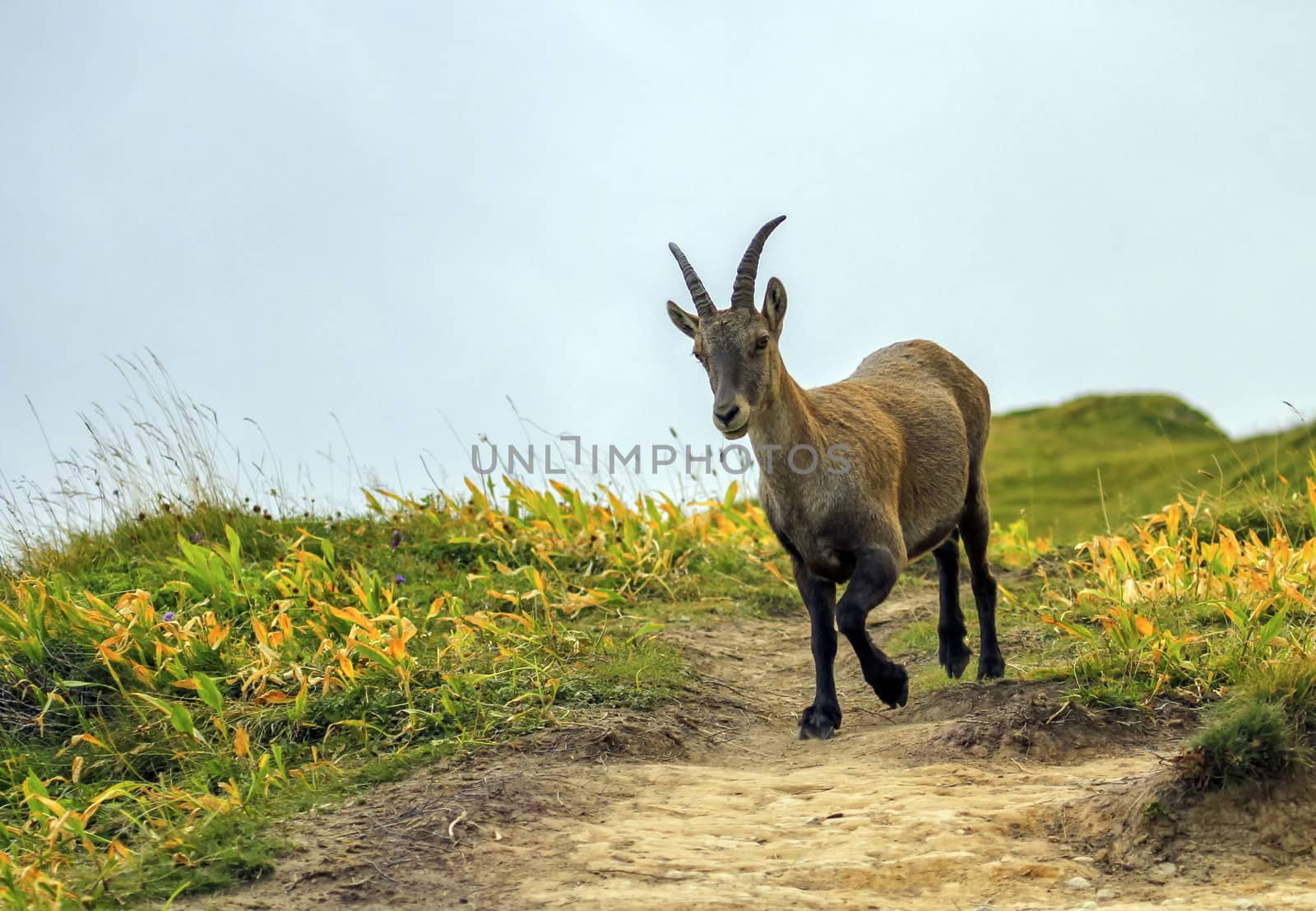 Female wild alpine ibex, capra ibex, or steinbock walking in Alps mountain, France