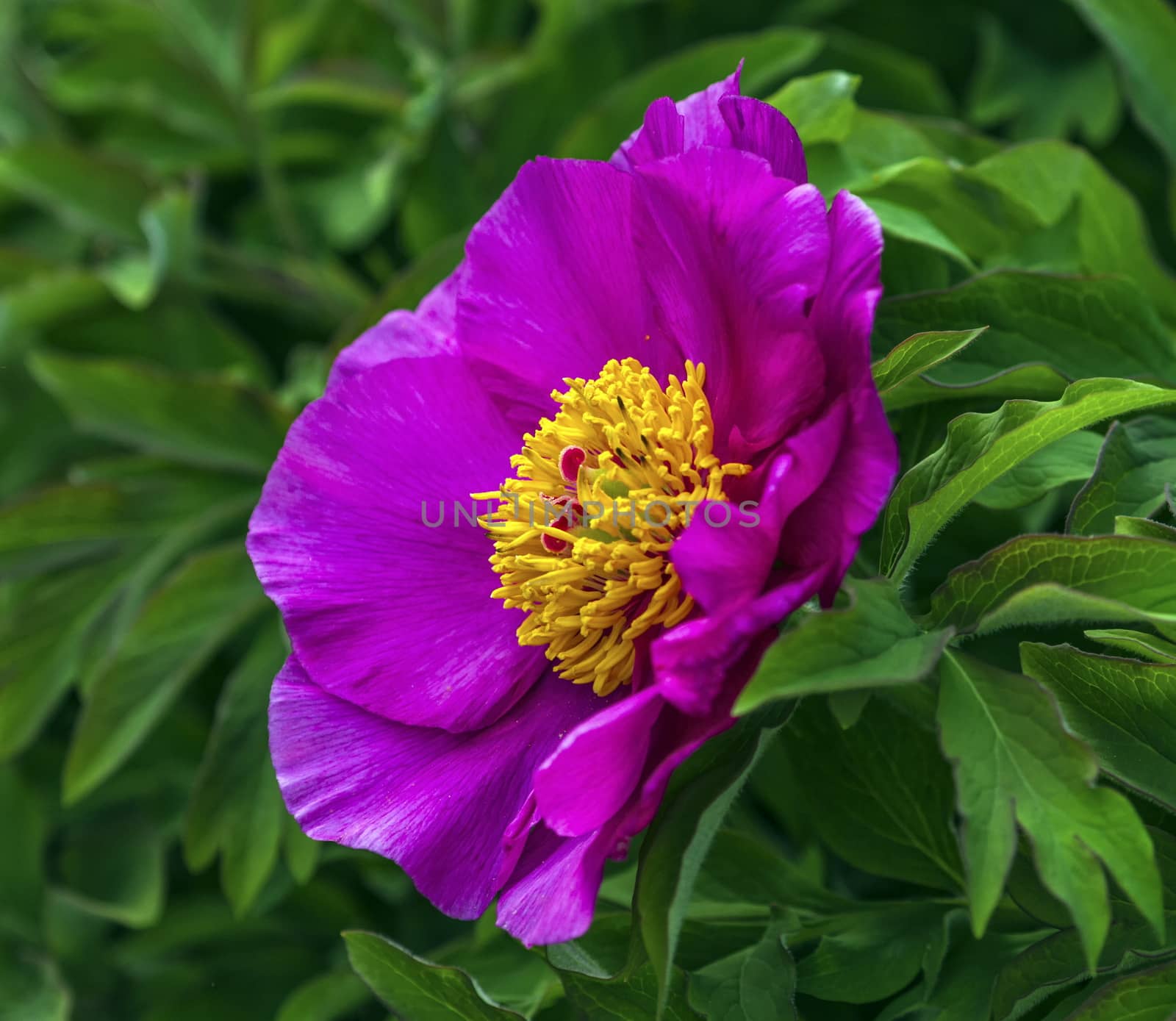 Close up on puropean or common peony, paeonia officinalis, flower