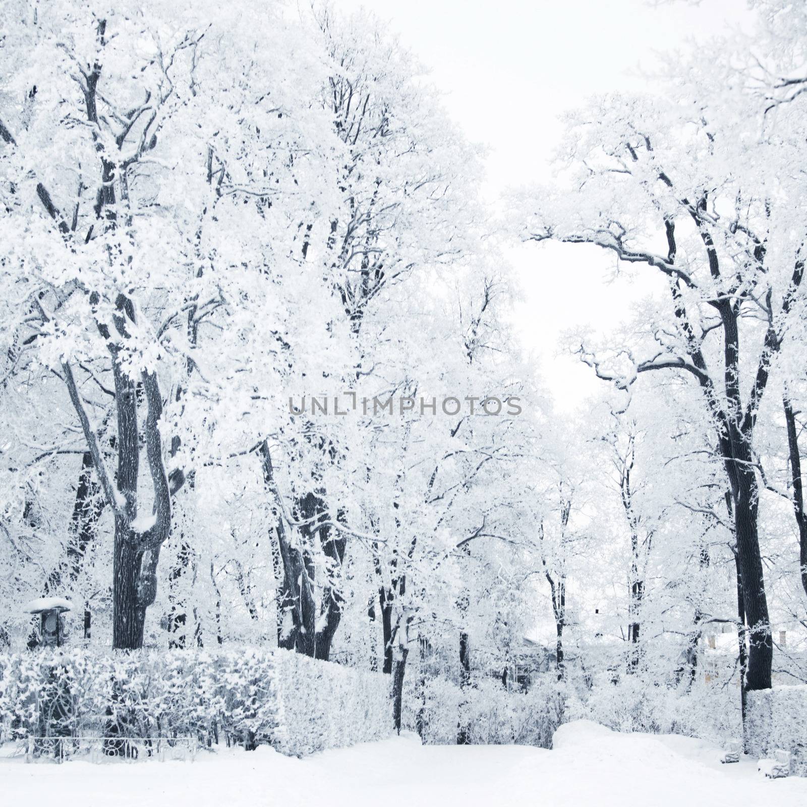 Winter forest with snow and hoar on trees 