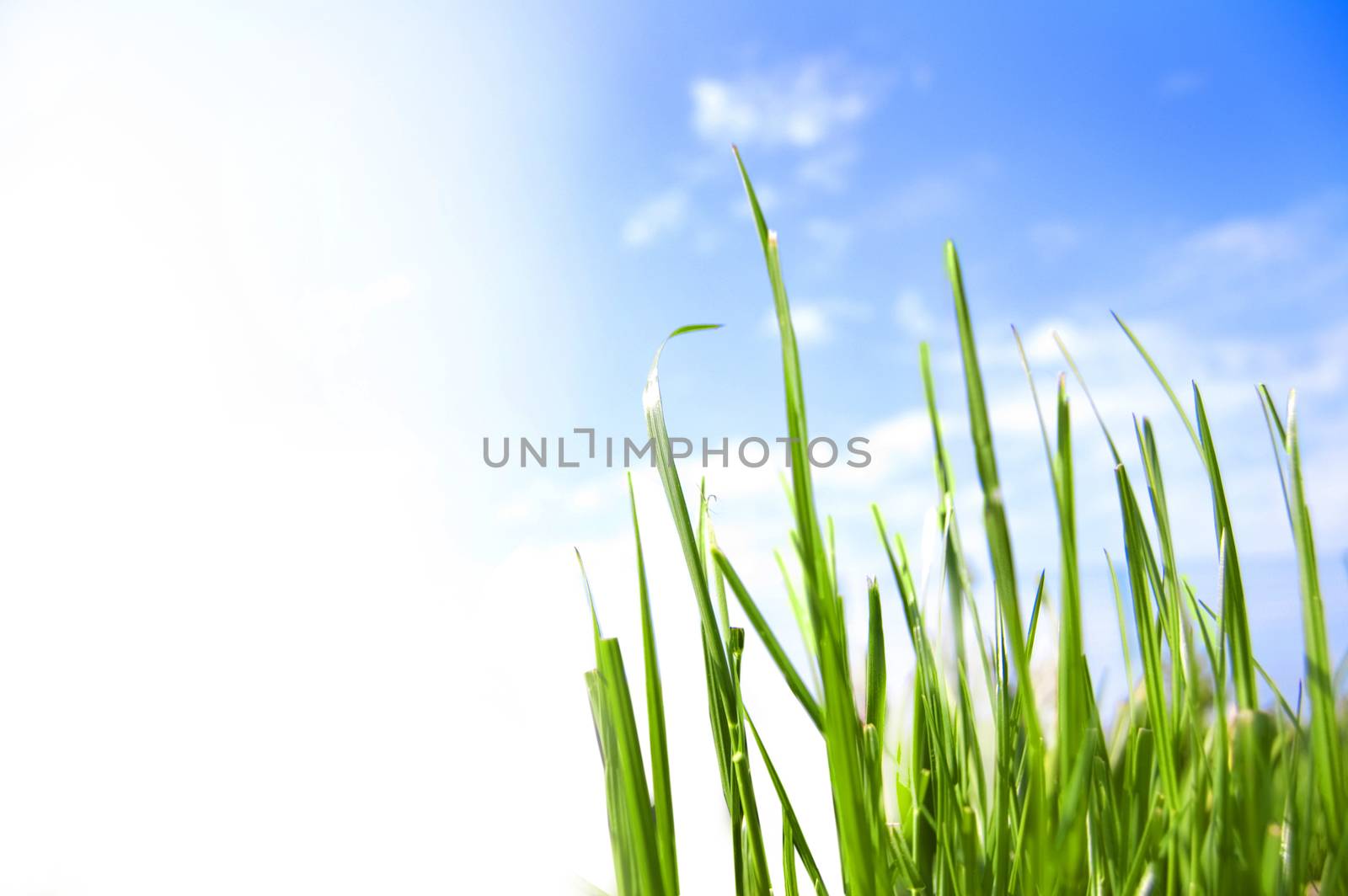 Grass conceptual image. Grass against blue sky.