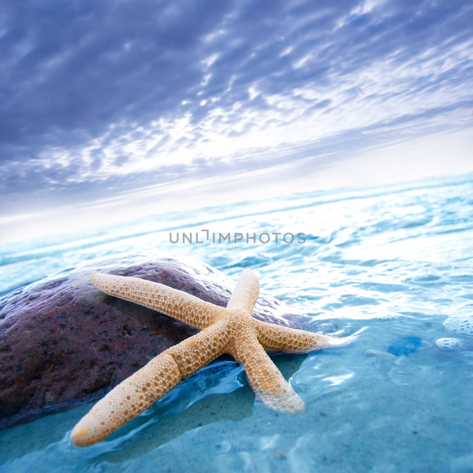 Starfish in tropical sea water on the beach.