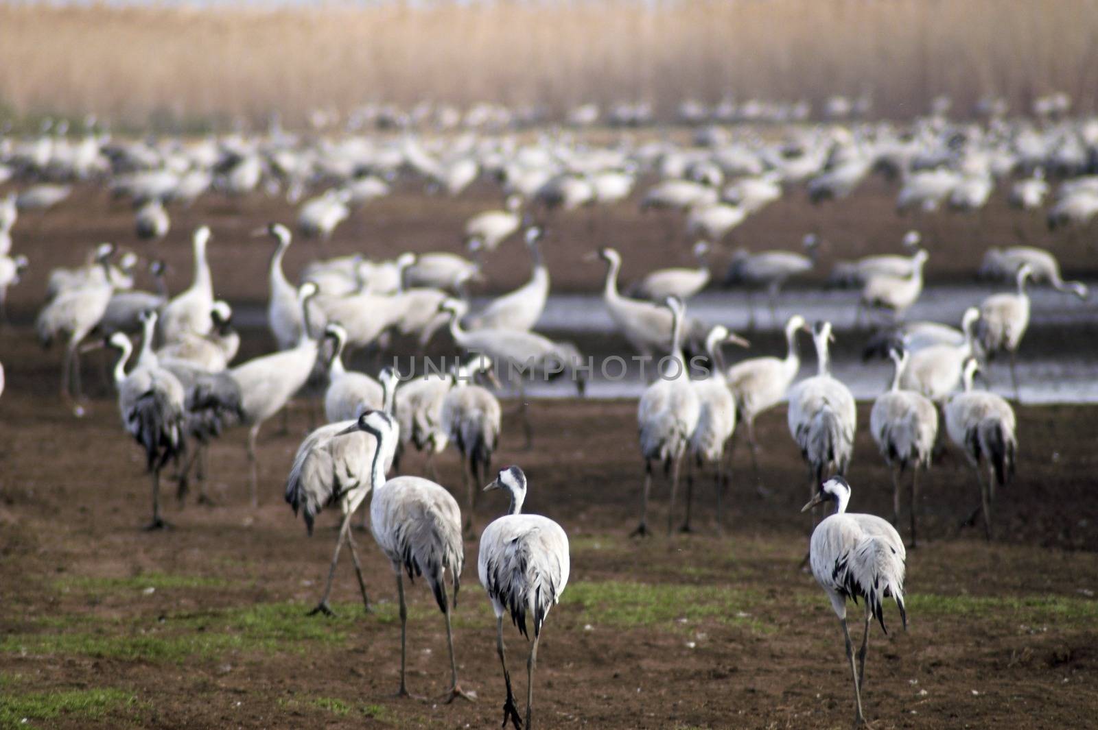 Migrating grey cranes over Hula lake reserve, Israel at spring on the way back to Europe