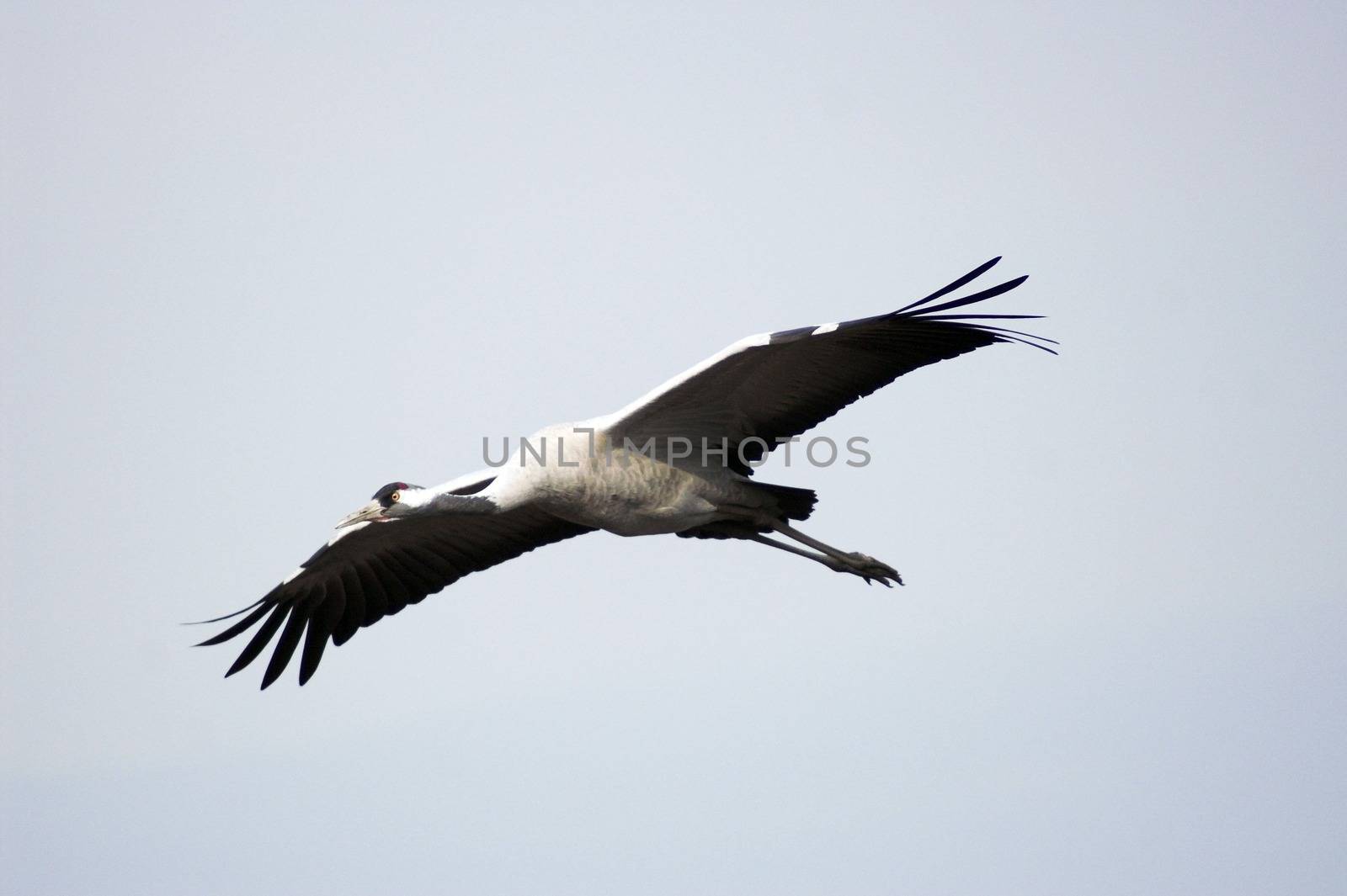 Stork flight by javax