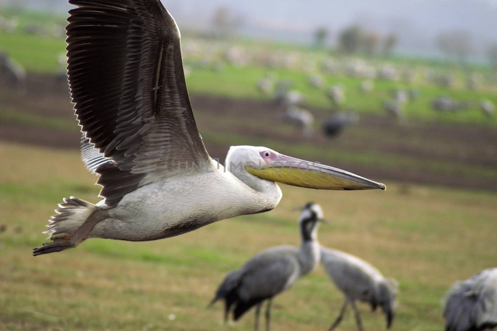 Migrating pelicanes by javax