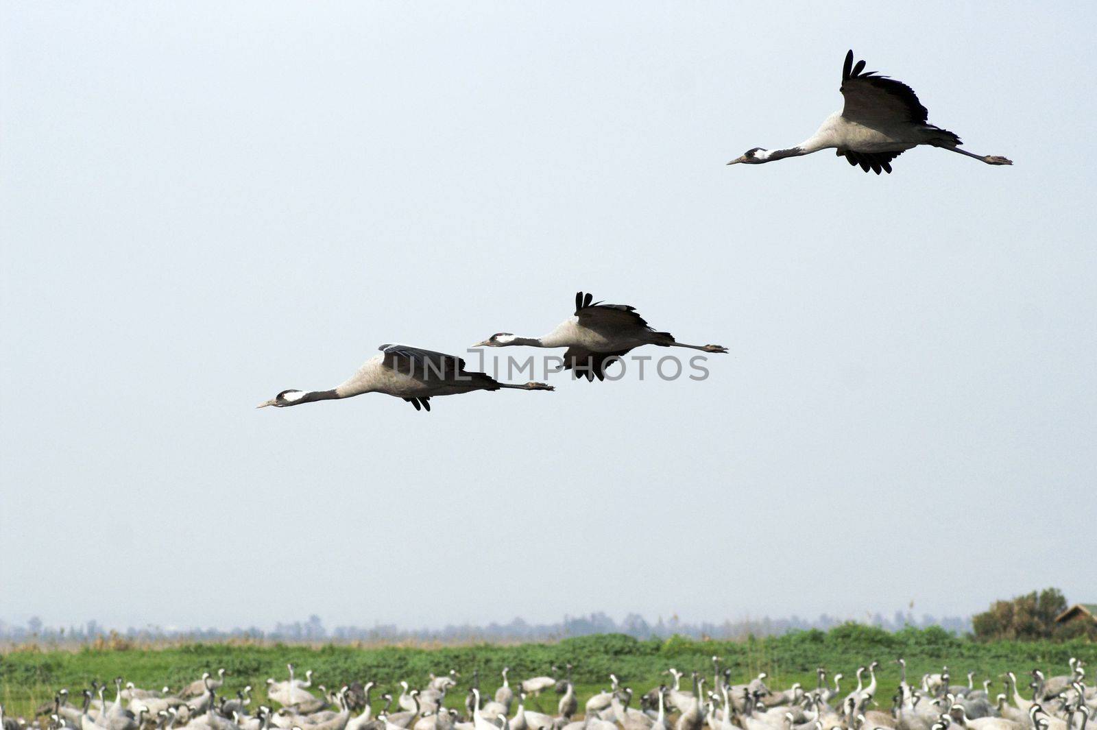 Migrating cranes over Hula lake reserve, Israel at spring on the way back to Europe