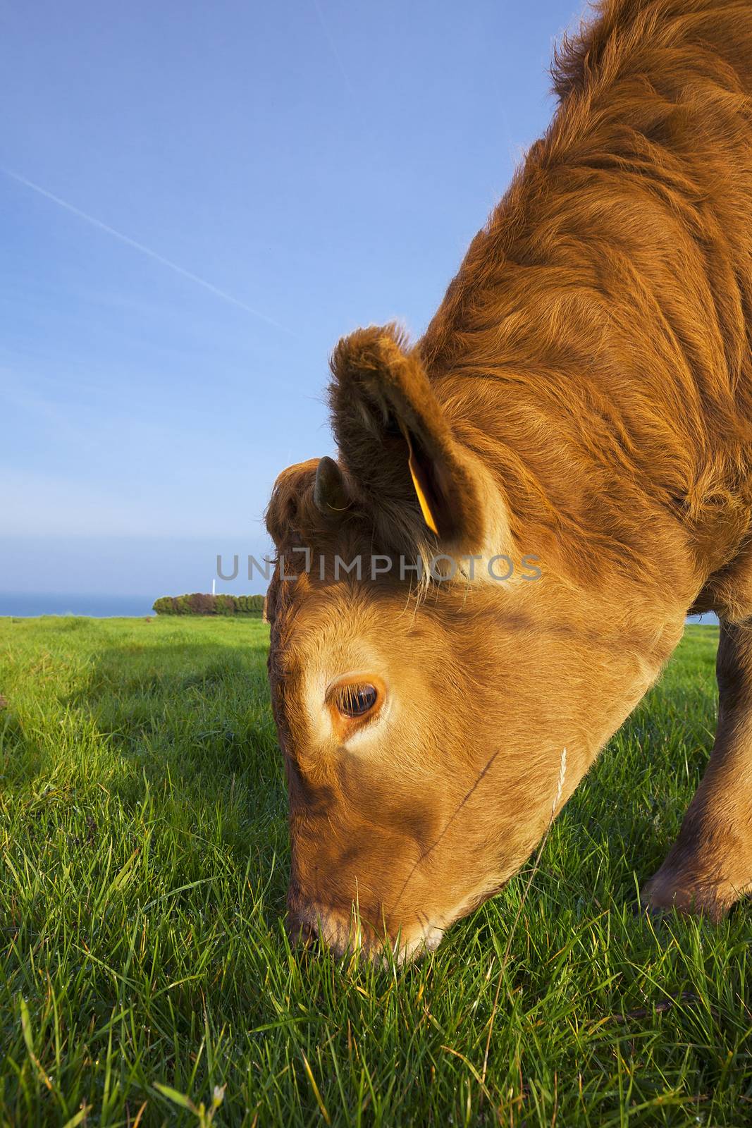 Portrait of grazing cow in Normandy, France.