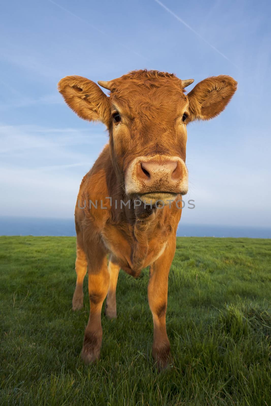 Vertical portrait of brown cow in Normandy, France.