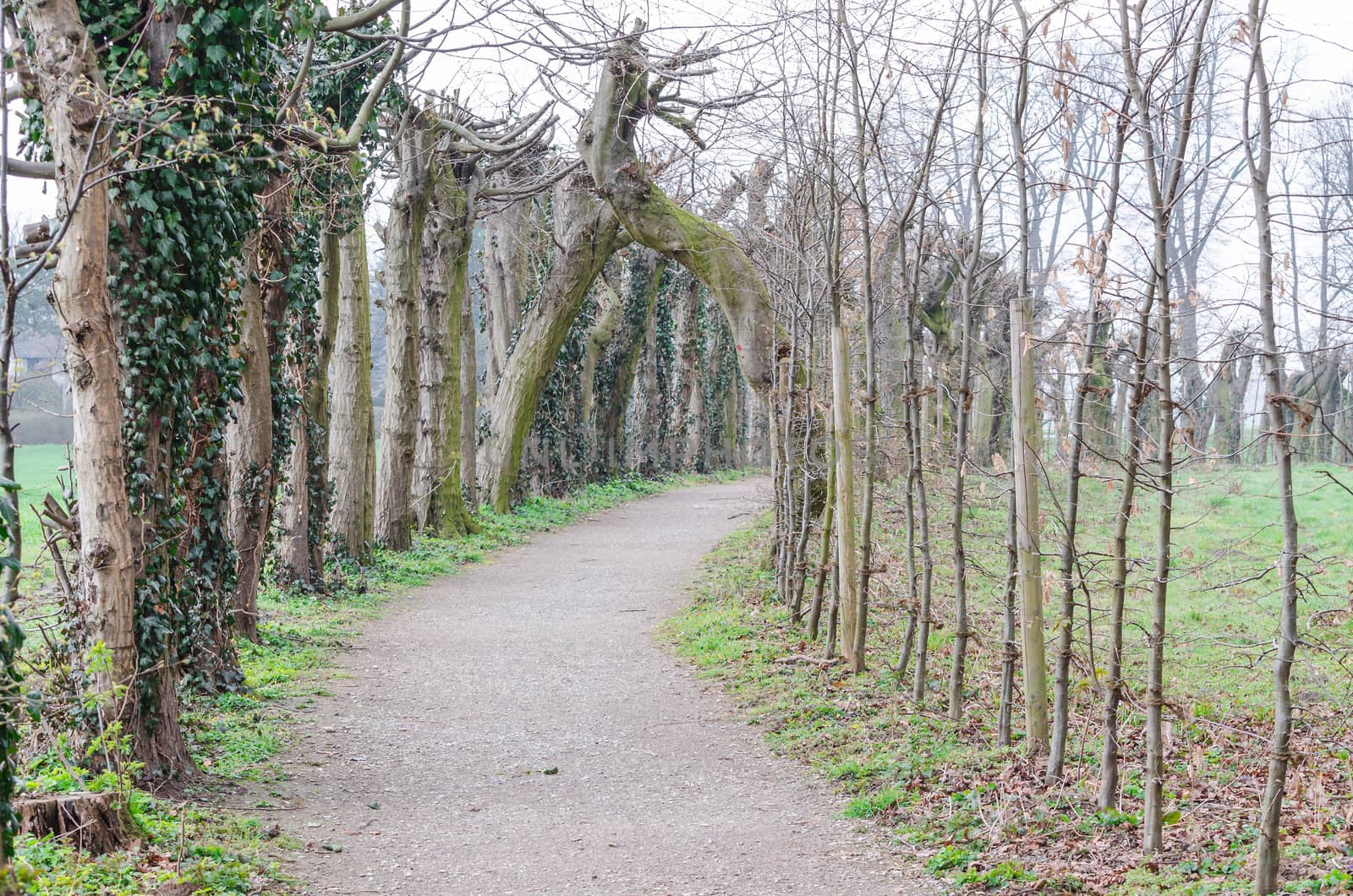 Allee hiking trail in Autumn in a public park.