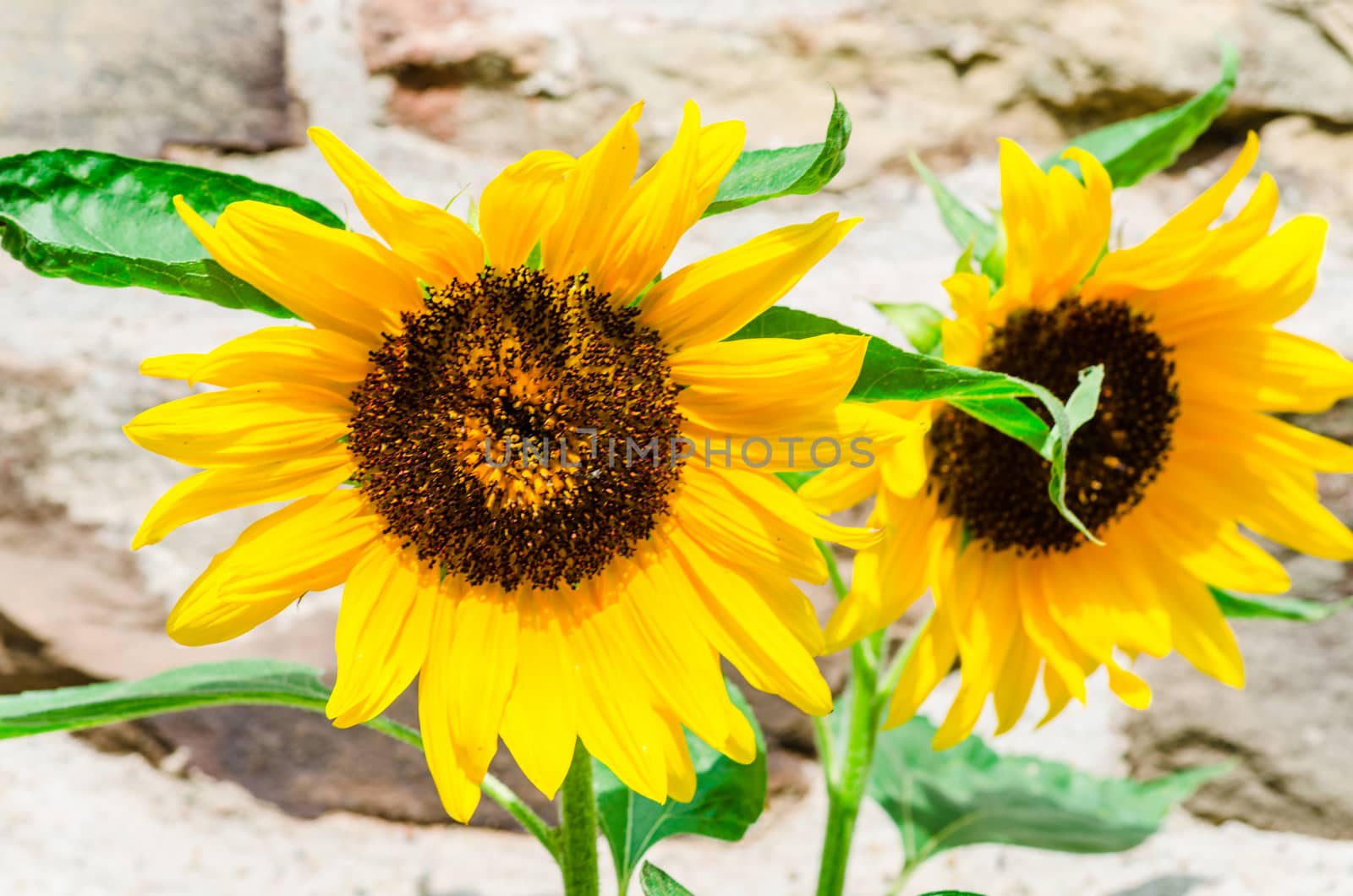 Close-up, two sunflowers in front of a wall background