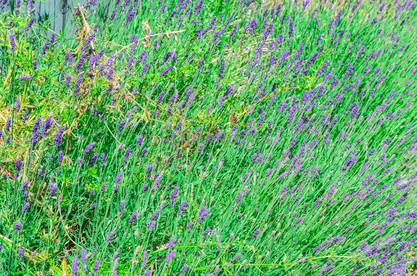 Lavender field in the Mediterranean Sea with flowers in summer.