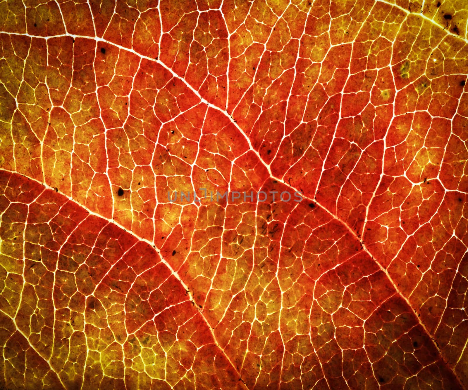abstract background or texture orange-red autumn leaf tree