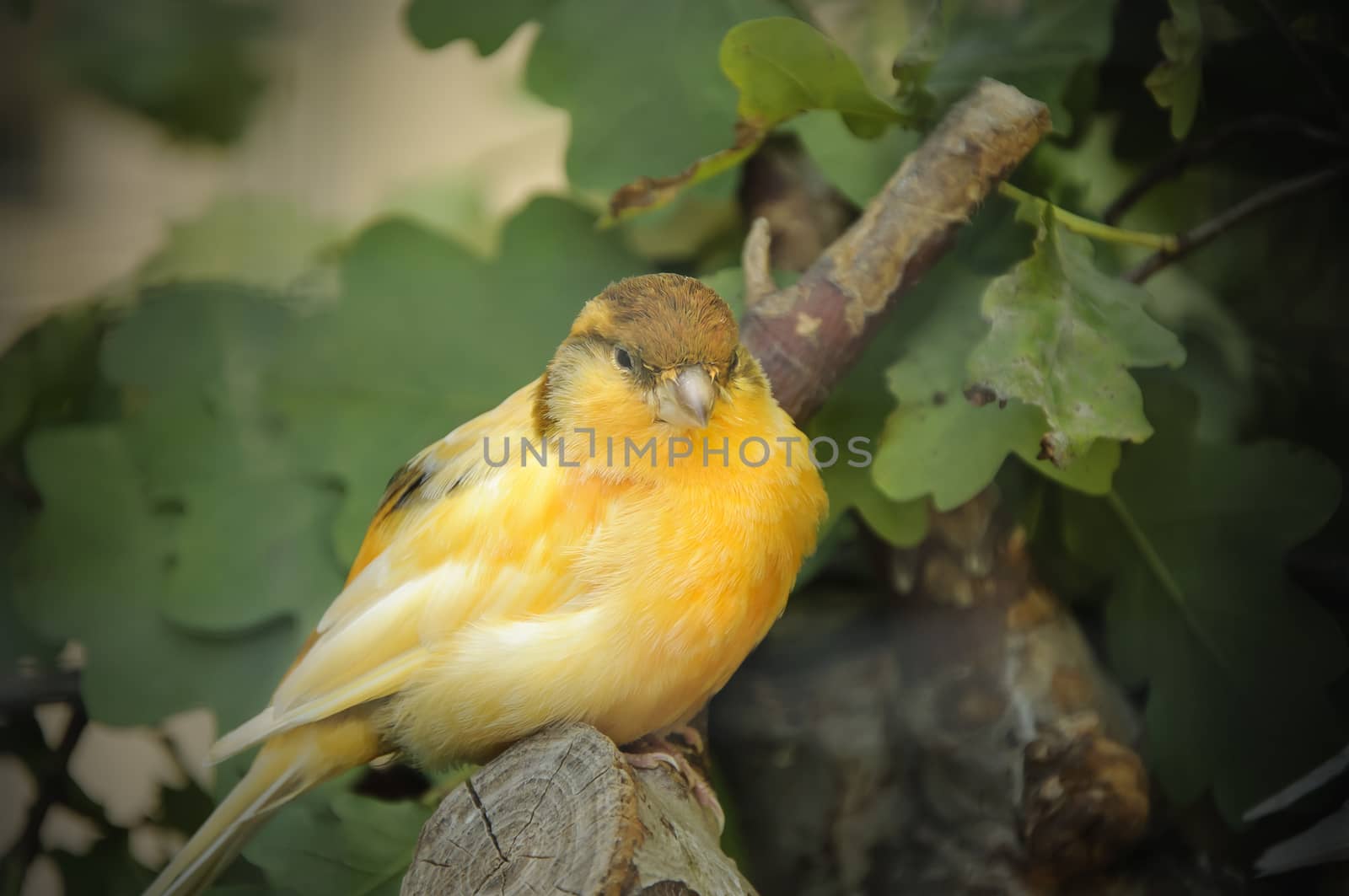 canary bird perched on a branch in the aviary