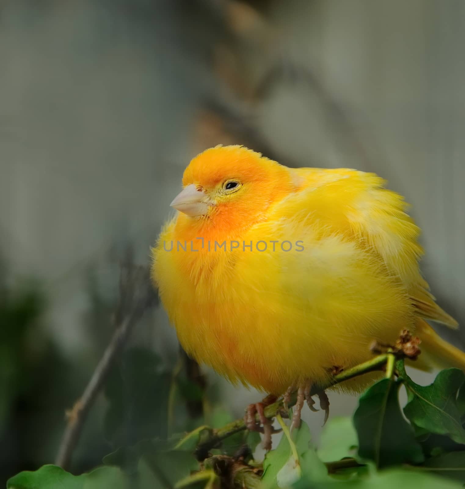 yellow canary bird resting on a branch