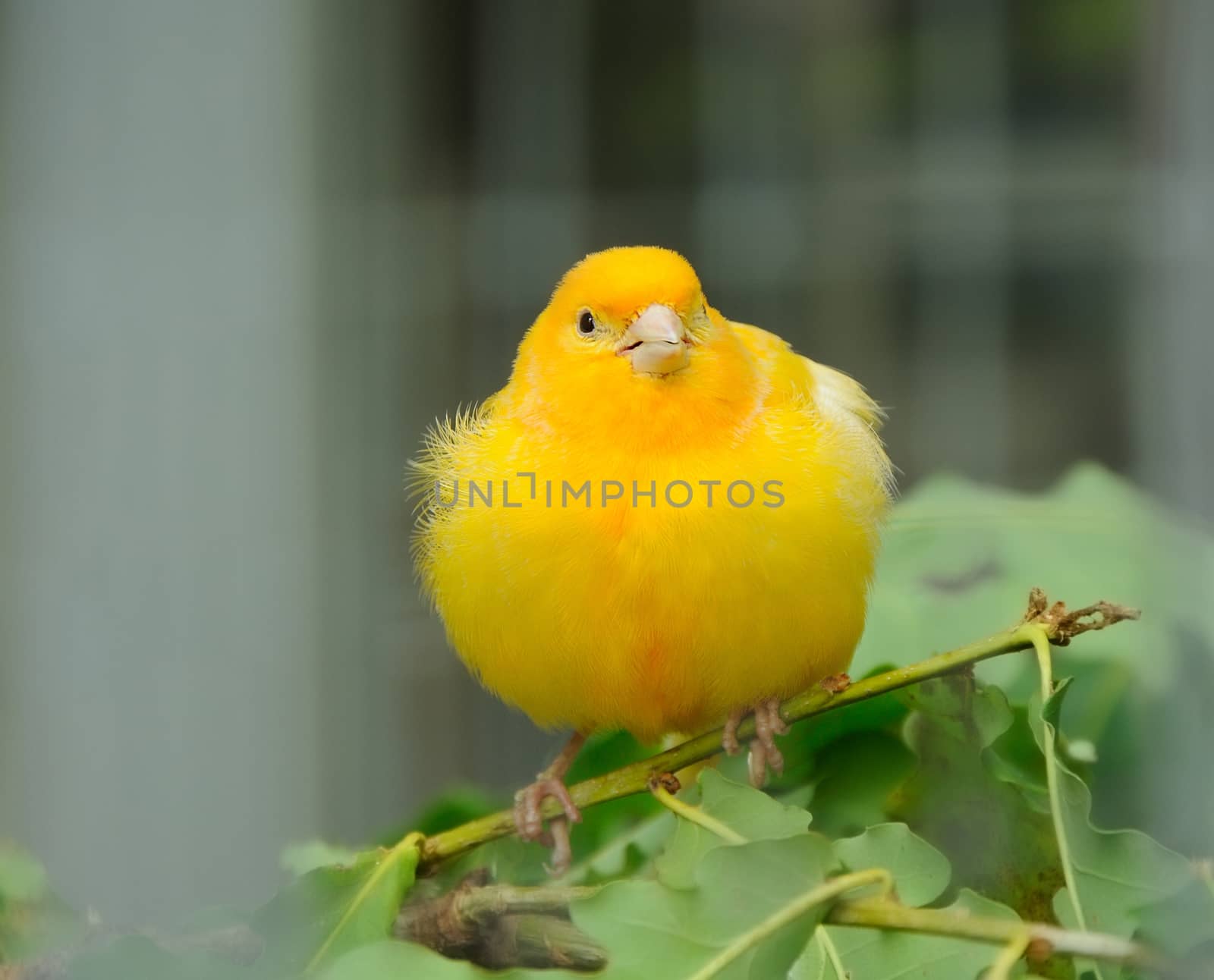 yellow canary bird resting on a branch
