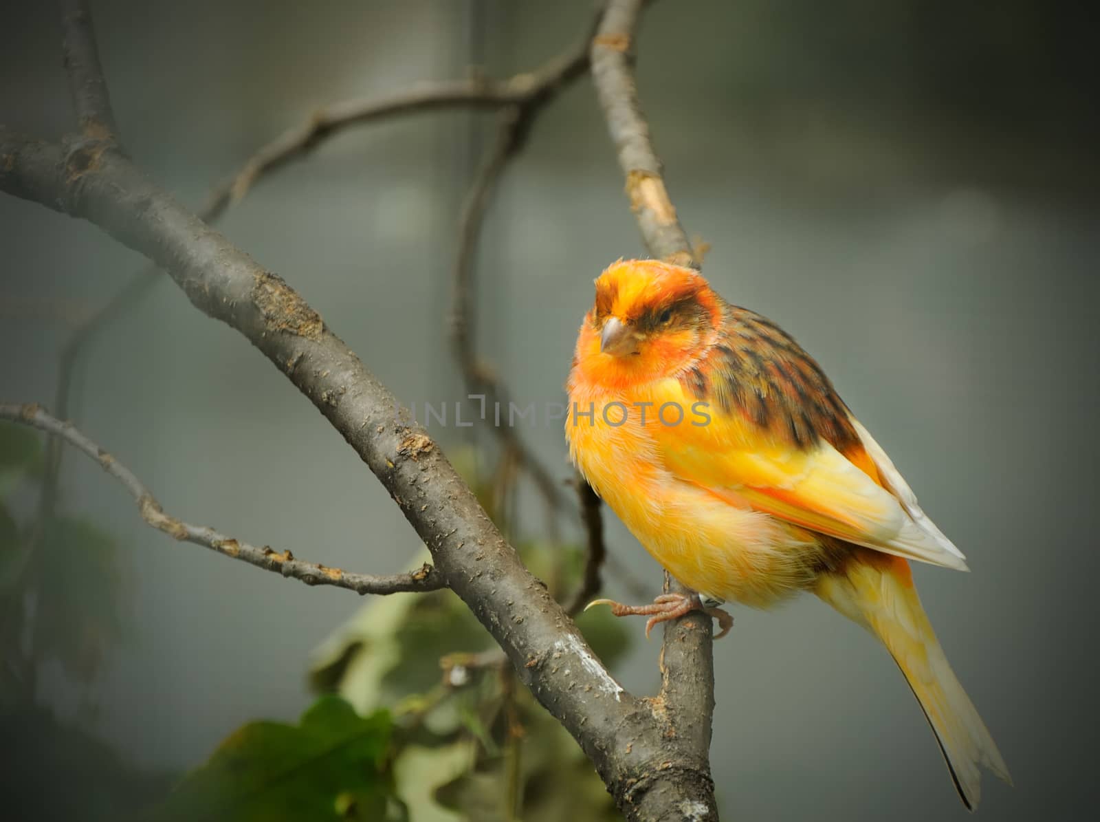 yellow - orange canary by kimmik
