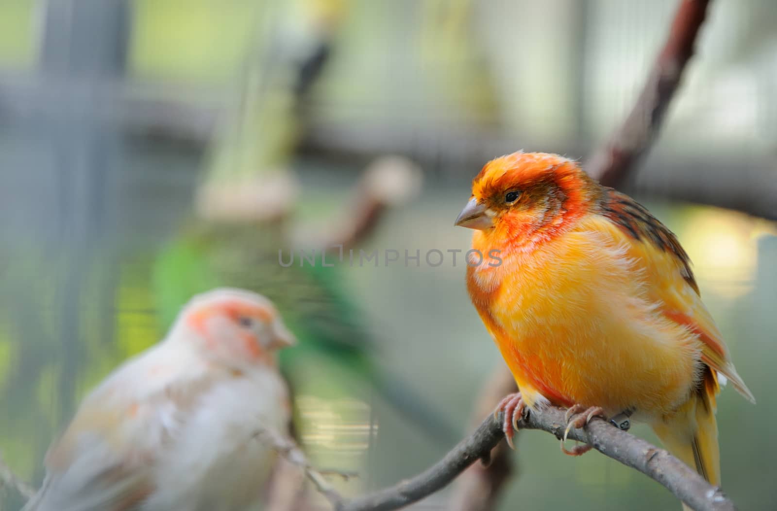 two canaries  perched on a branch in the aviary