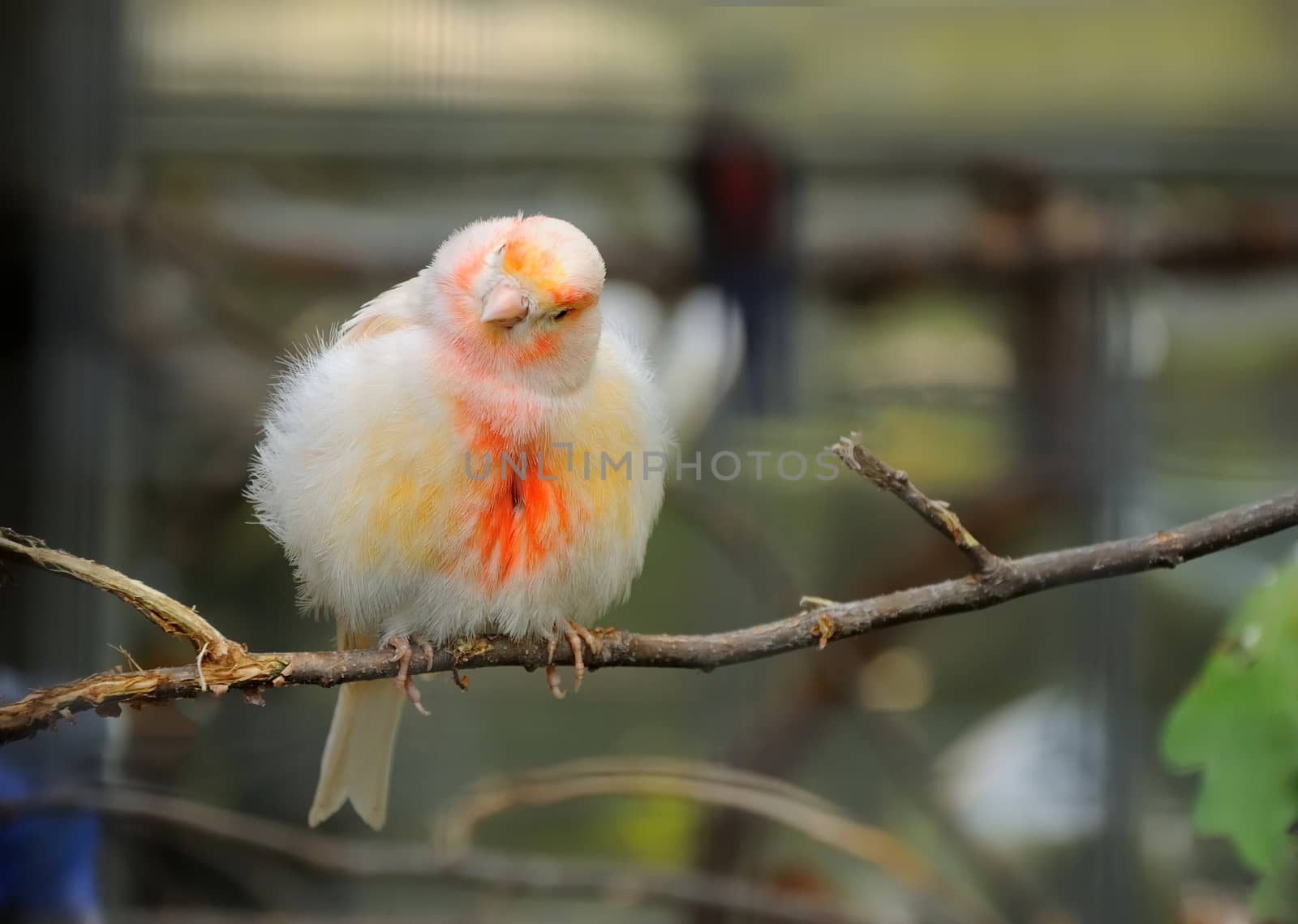 canary bird perched on a branch in the aviary