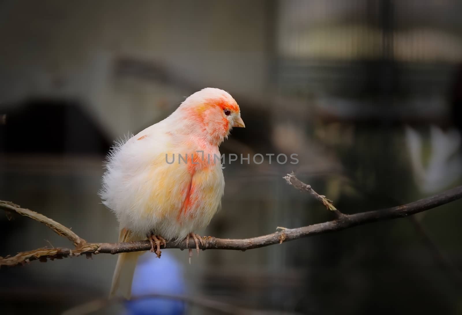 canary bird perched on a branch in the aviary