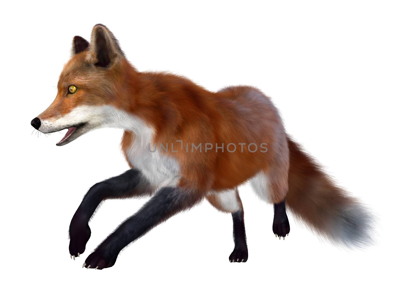 Red Fox by Vac