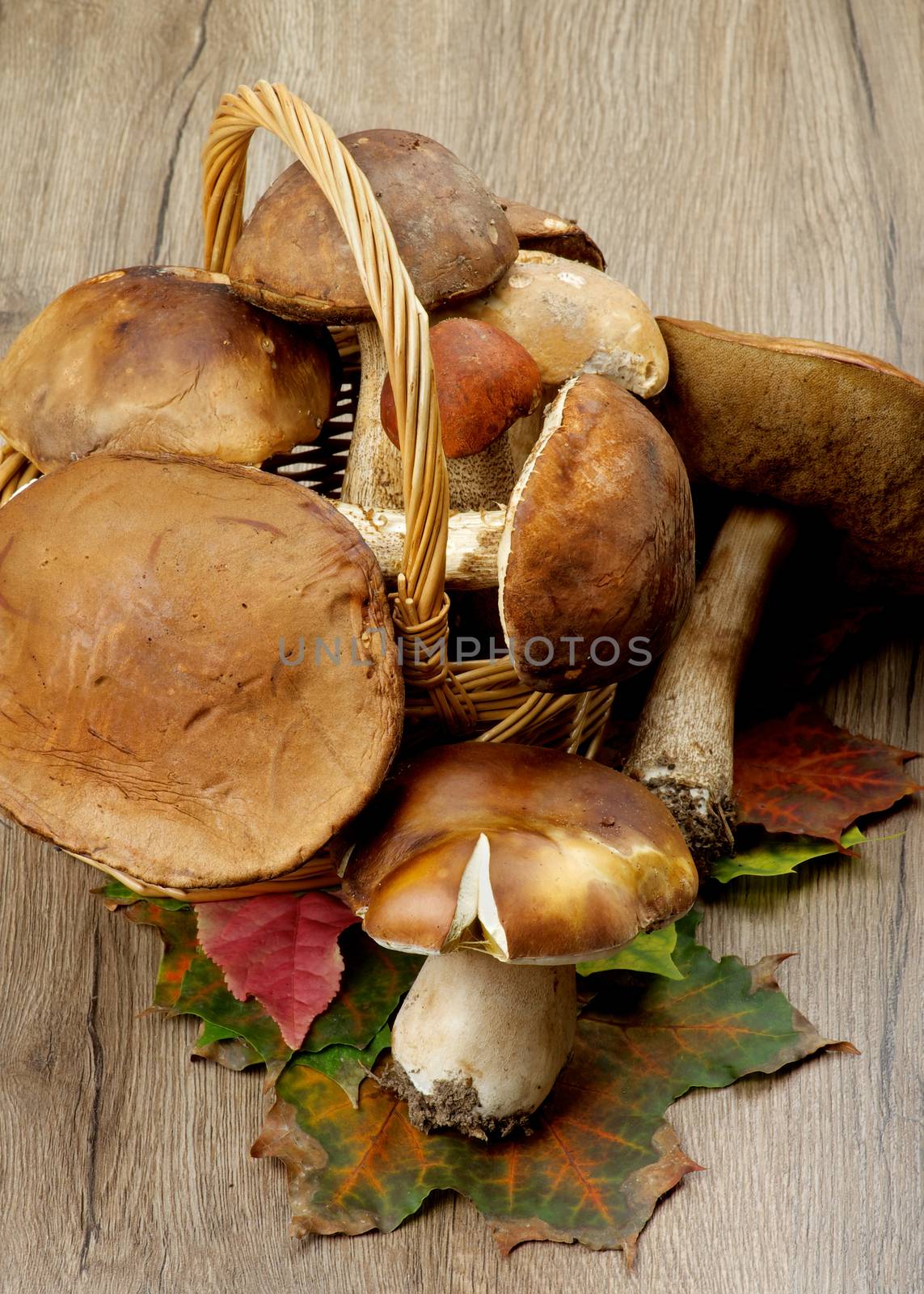 Heap of Fresh Ripe Porcini Mushrooms, Orange-Cap Boletus and Peppery Bolete on Green and Red Maple Leafs closeup on Wooden background
