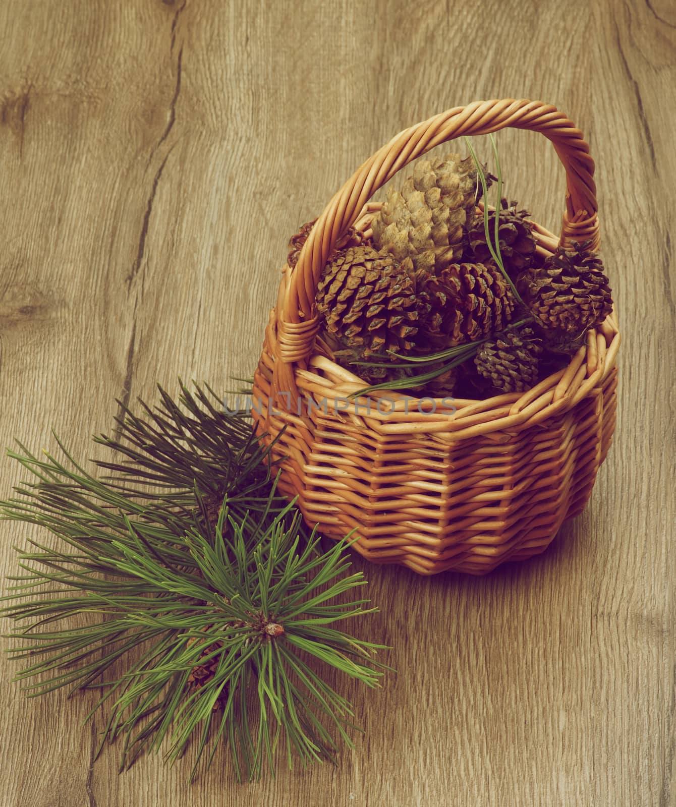 Fir Cones and Branches by zhekos