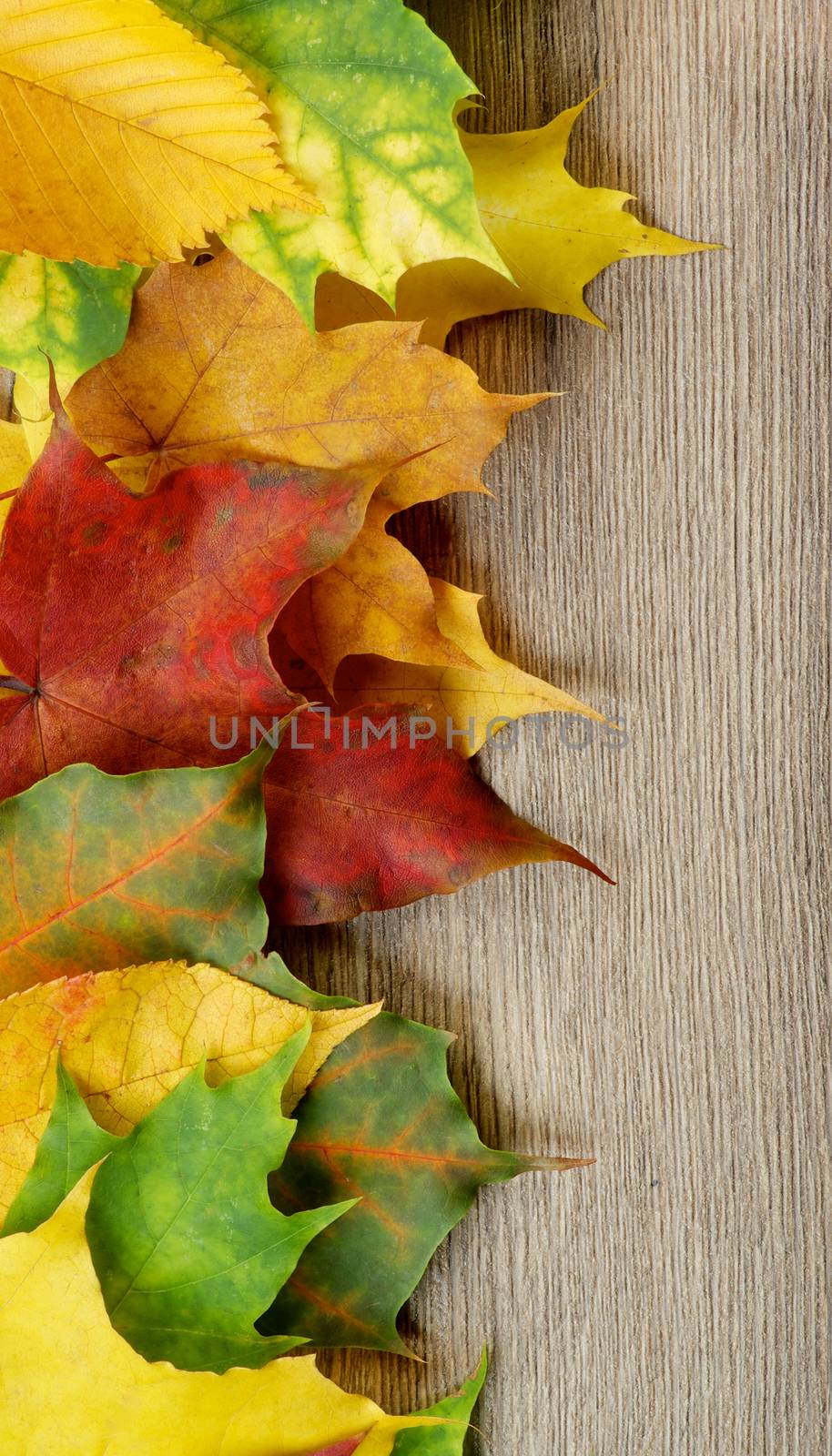 Border of Variegated Autumn Fresh Leafs closeup on Textured Wooden background