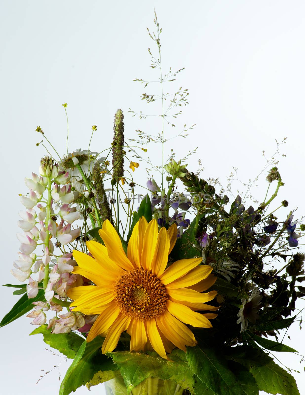 Bouquet of Wildflowers and Various Grasses with Big Sunflower and Pink Lupines isolated on Toned background