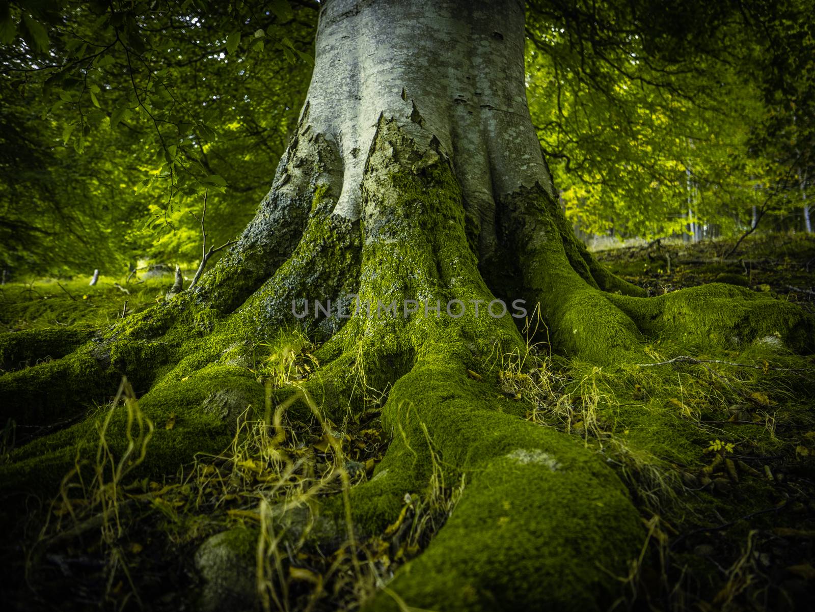 Tree Roots In A Forest by mrdoomits