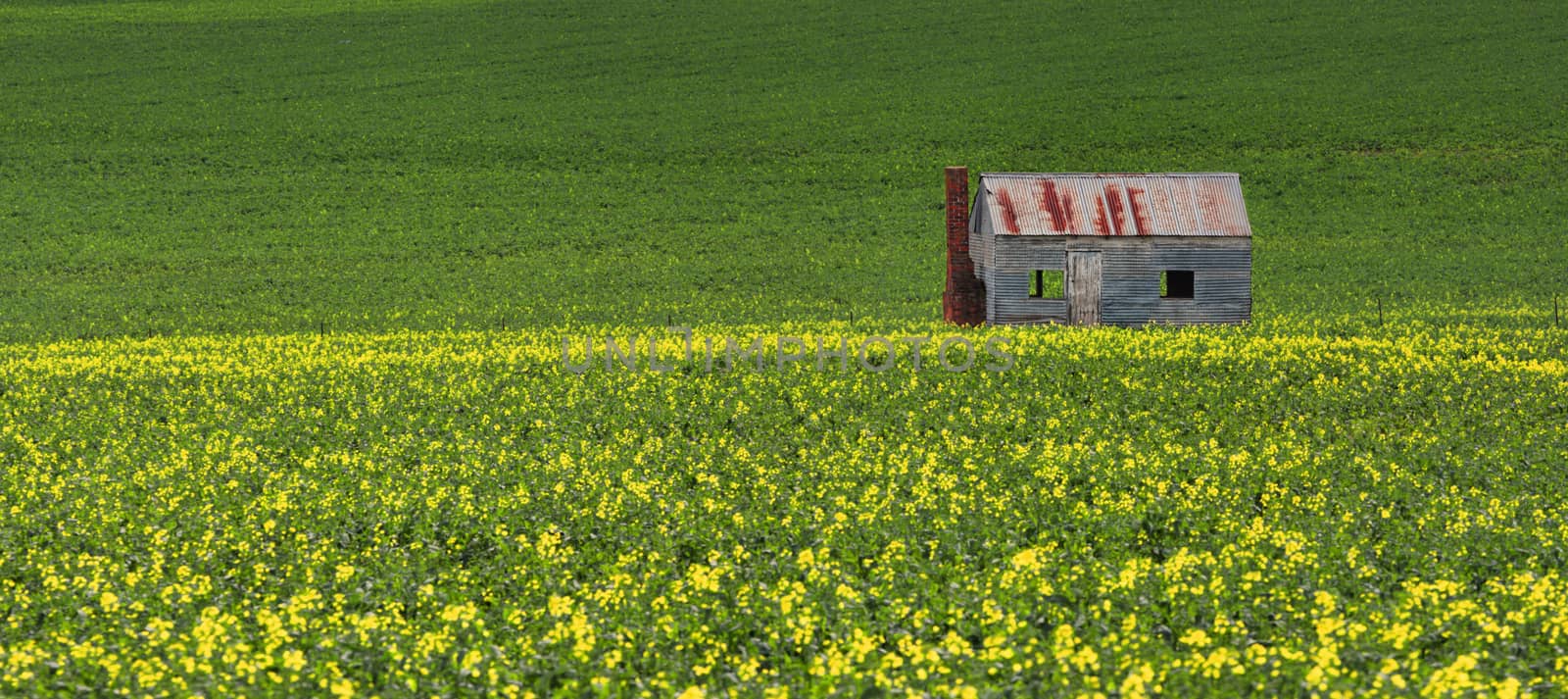 Rustic tin shack built of corrugated iron and brick chimney, sits in a farming fields of green and gold.  Panorama.