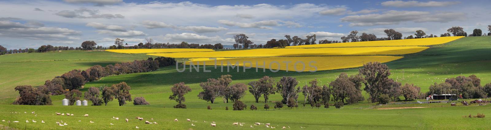 Sheep grazing on lush green pastures alongside fields of golden yellow crops of flowering canola.  Bumbaldry in rural Central West NSW