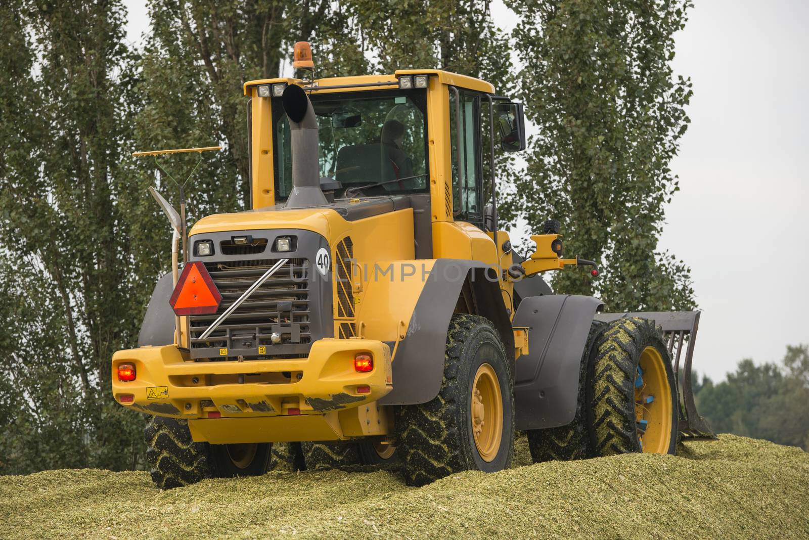 Agriculture shredded corn silage with a yellow shovel in the Netherlands
